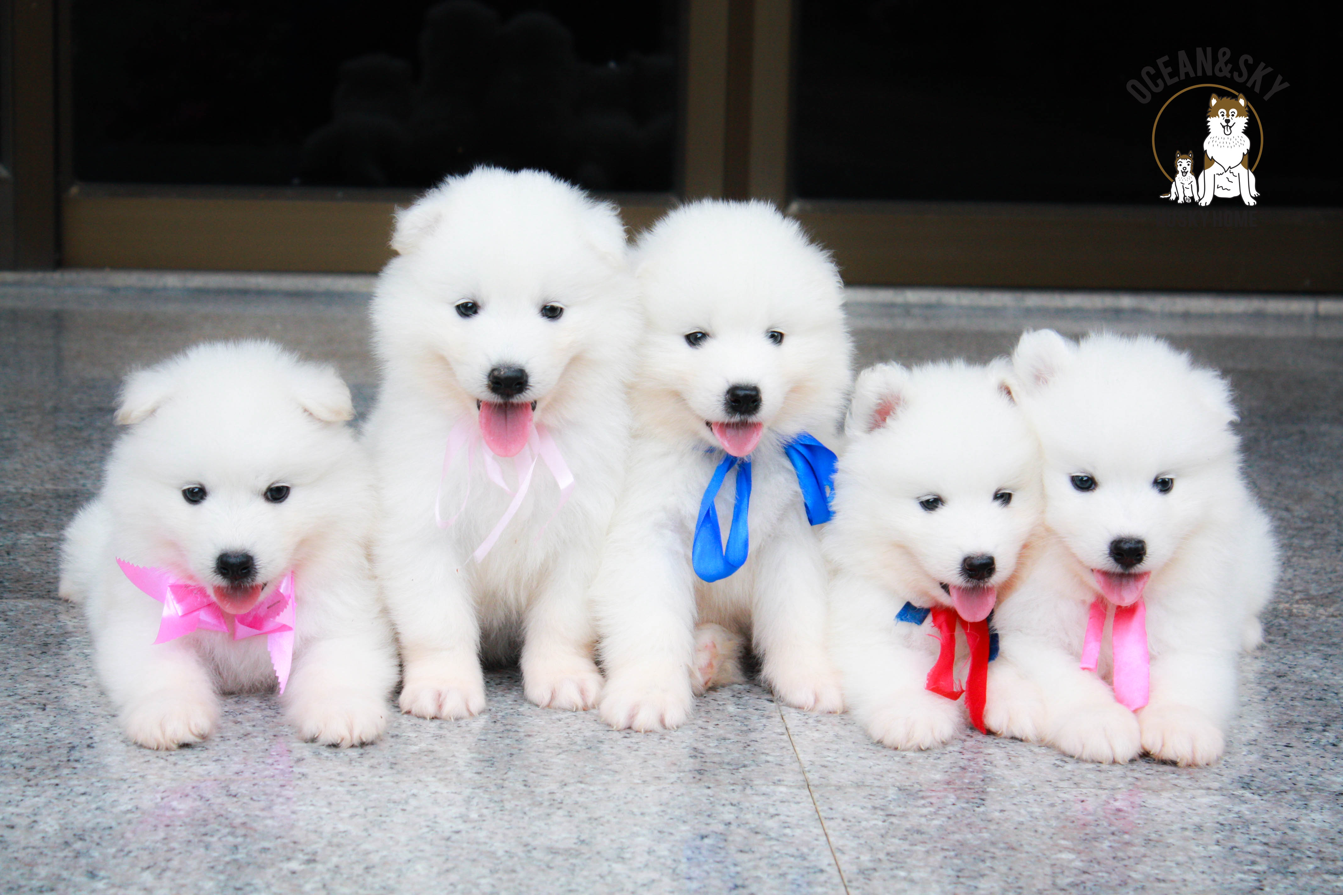 น้อง ซามอยด์ (Samoyed) อายุ 45 วันเปิดจองแล้วคาฟฟฟฟฟ 23/12/2561