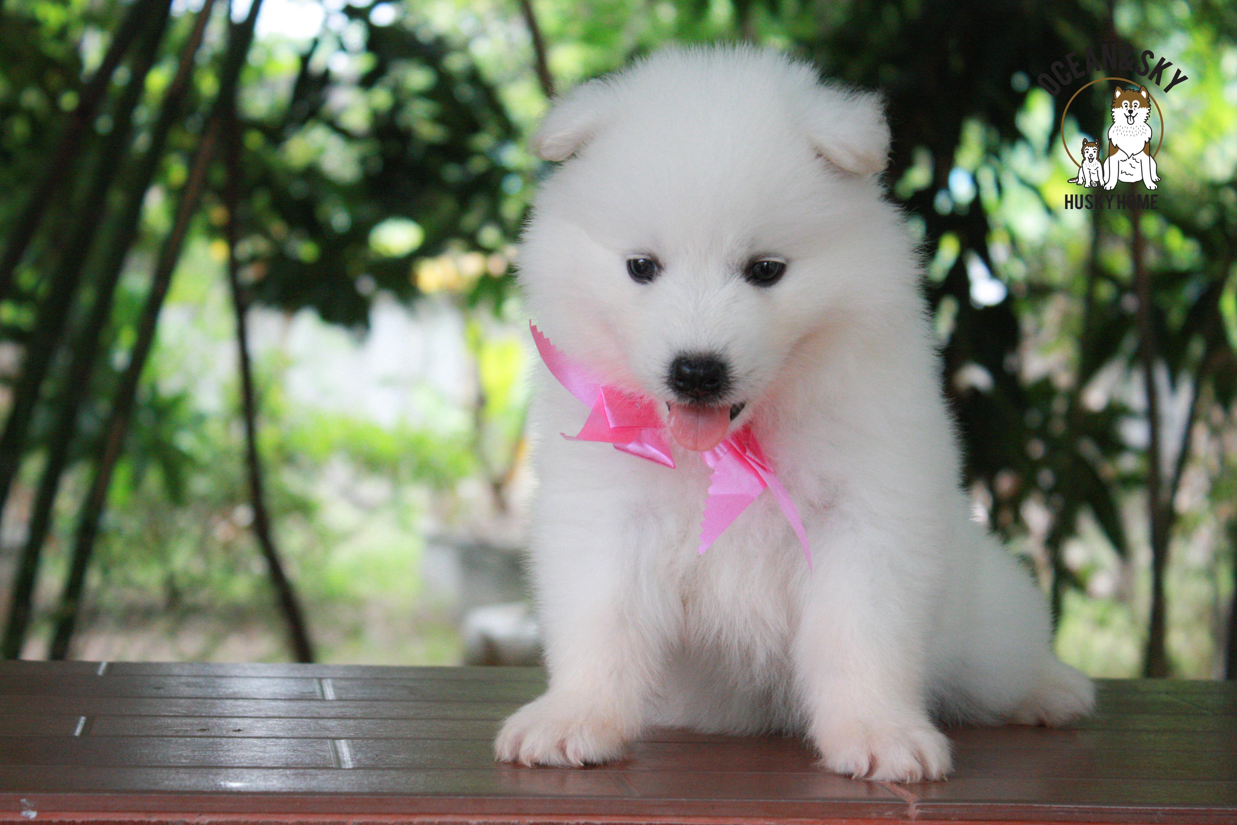 ซามอยด์ , samoyed , female