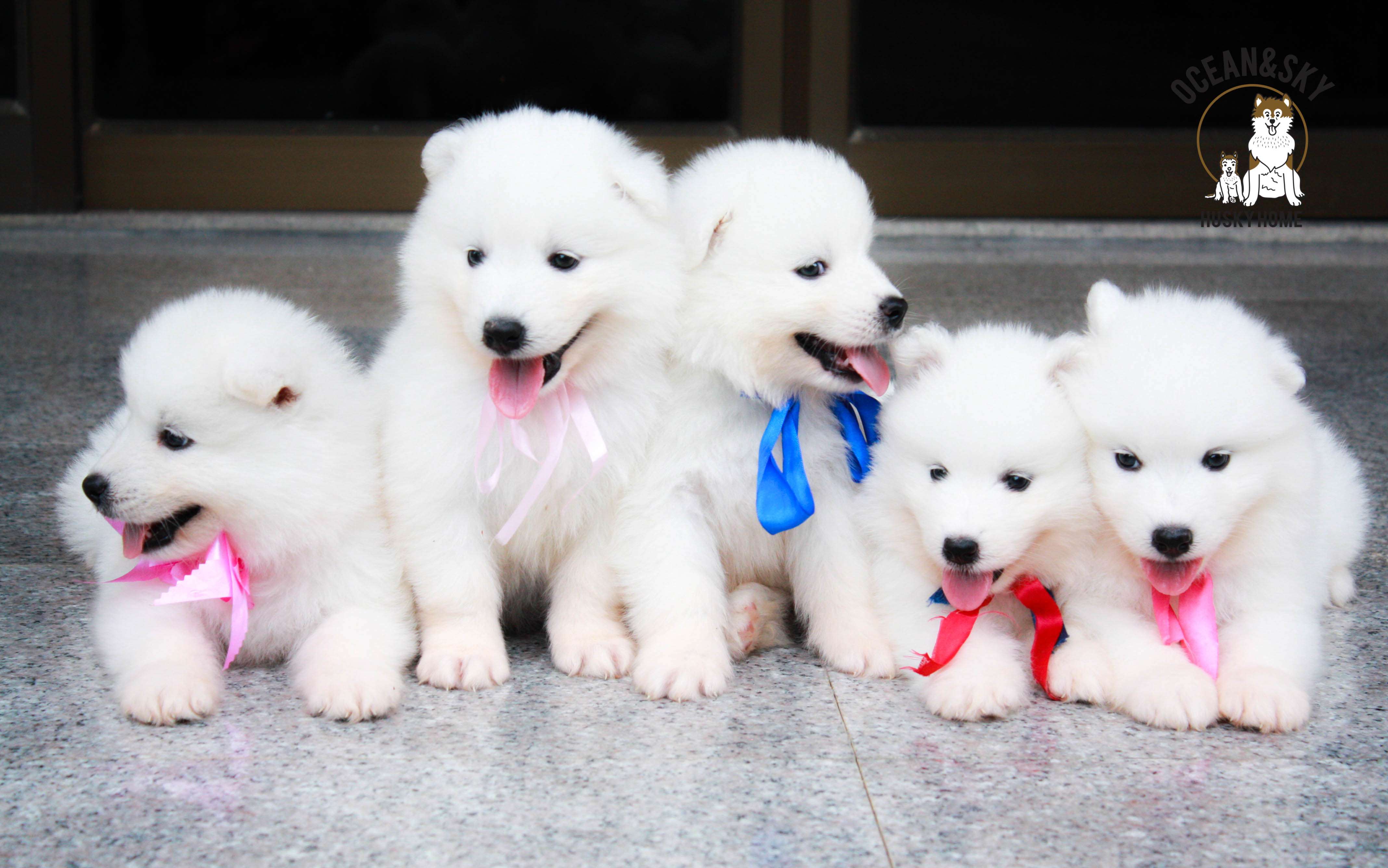 น้อง ซามอยด์ (Samoyed) อายุ 45 วันเปิดจองแล้วคาฟฟฟฟฟ 23/12/2561