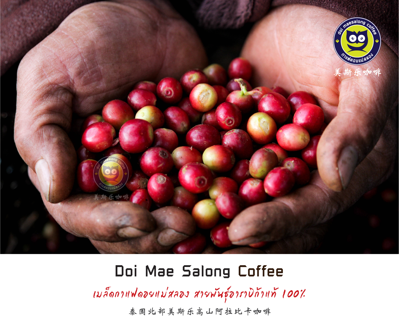 เมล็ดกาแฟคั่ว 4 ระดับ 500g เมล็ดกาแฟอาราบิก้า