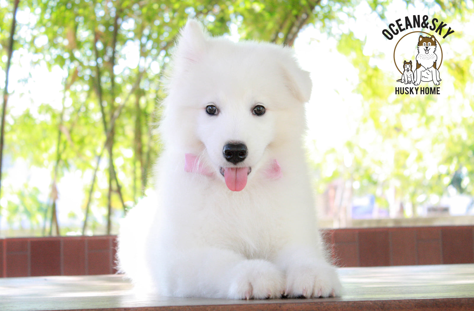 ซามอยด์ (Samoyed) ซามอยด์