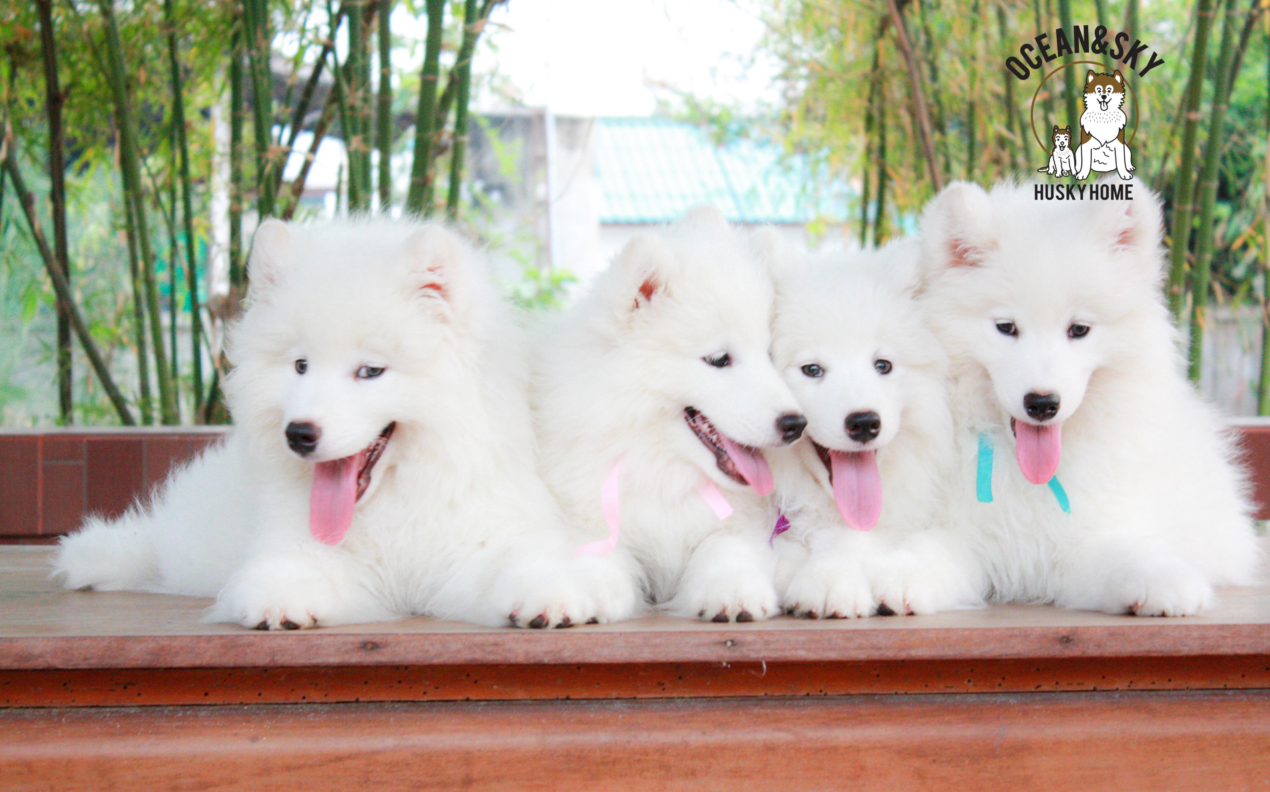 Samoyed , ซามอยด์ , ขายซามอยด์ , ขายSamoyed , ขายลูกสุนัขซามอยด์ ,ขายลูกสุนัขSamoyed