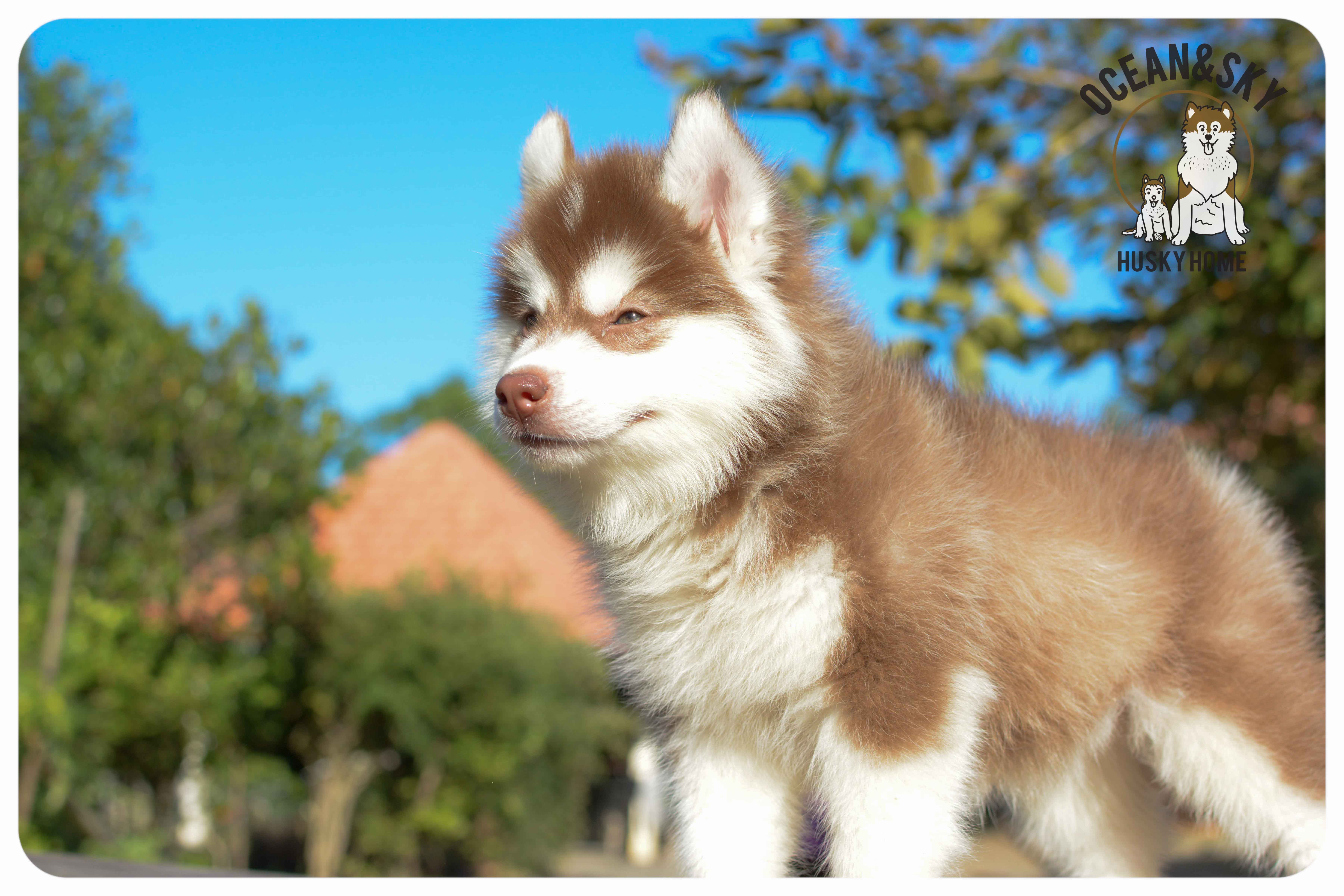 เปิดจองน้องๆไซบีเรียนขนฟู สีน่ารัก ผู้3ตัว เมีย3ตัว มันนี่ + แฮรี่