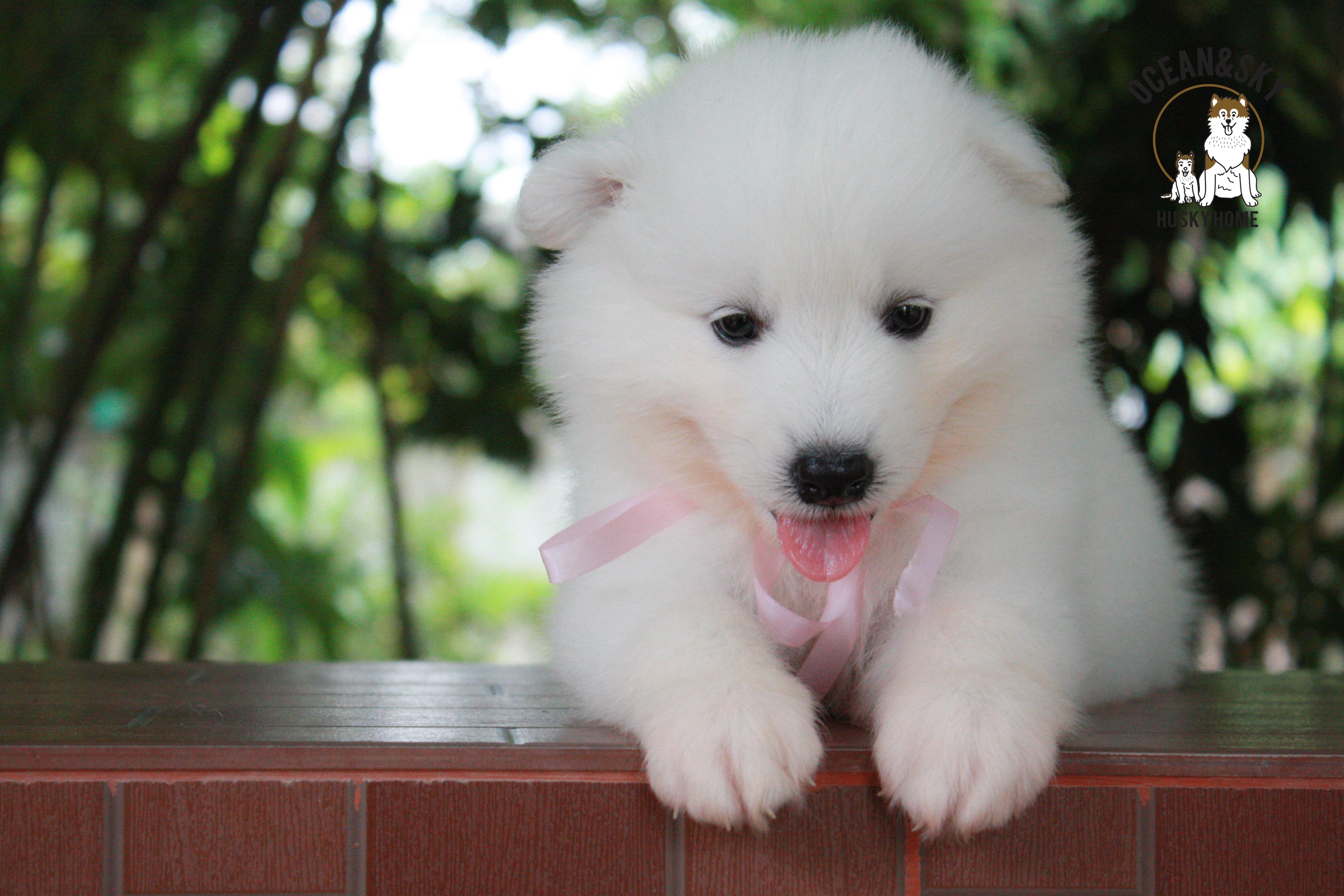ซามอยด์ , samoyed , female