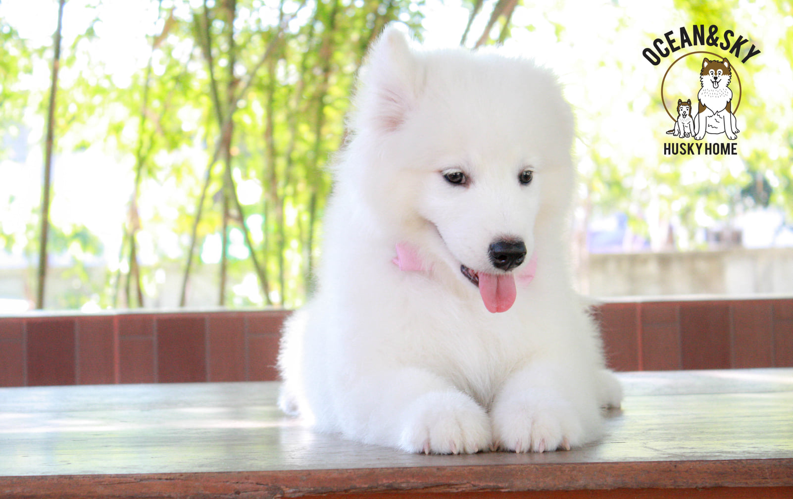 ซามอยด์ (Samoyed) ซามอยด์