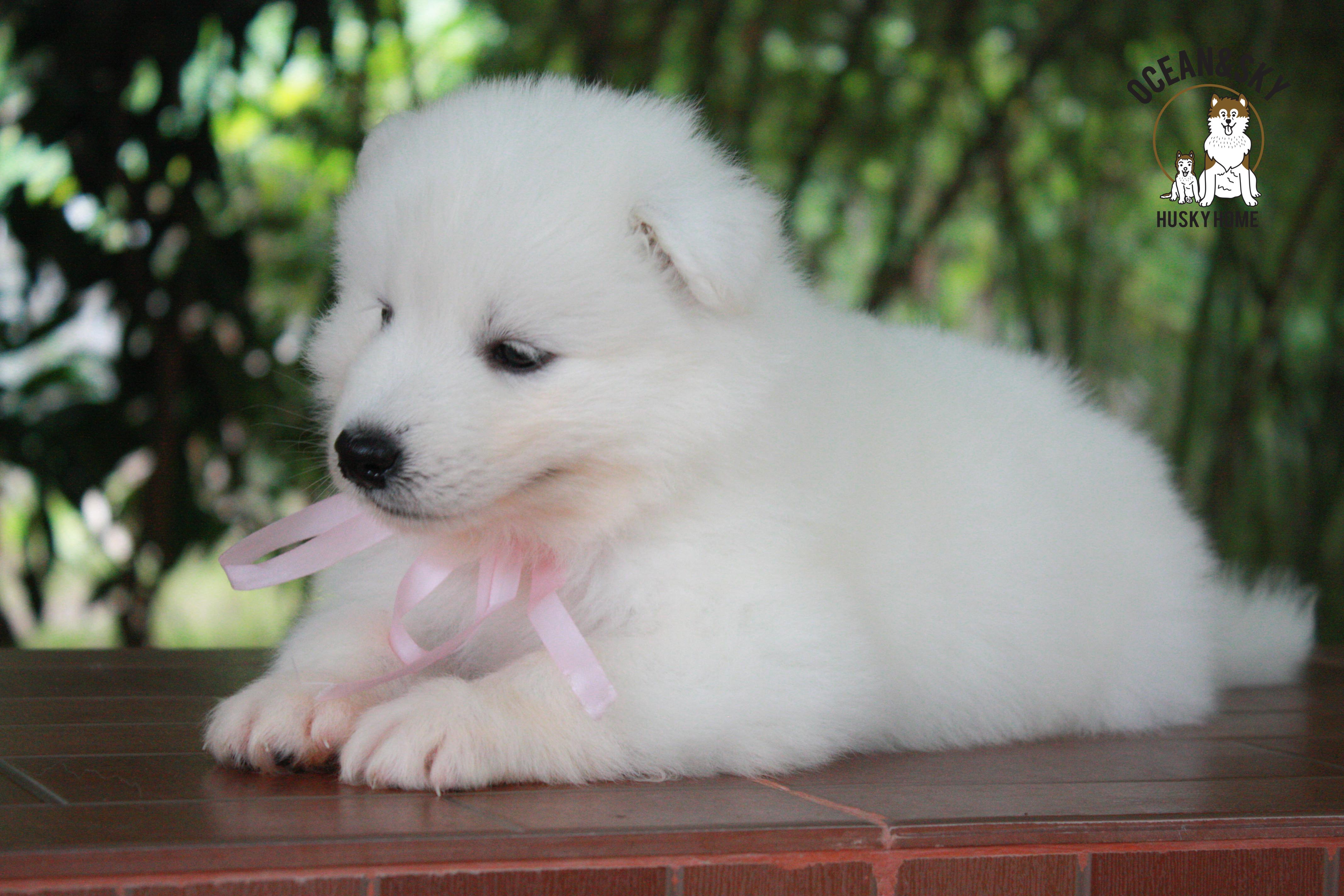ซามอยด์ , samoyed , female