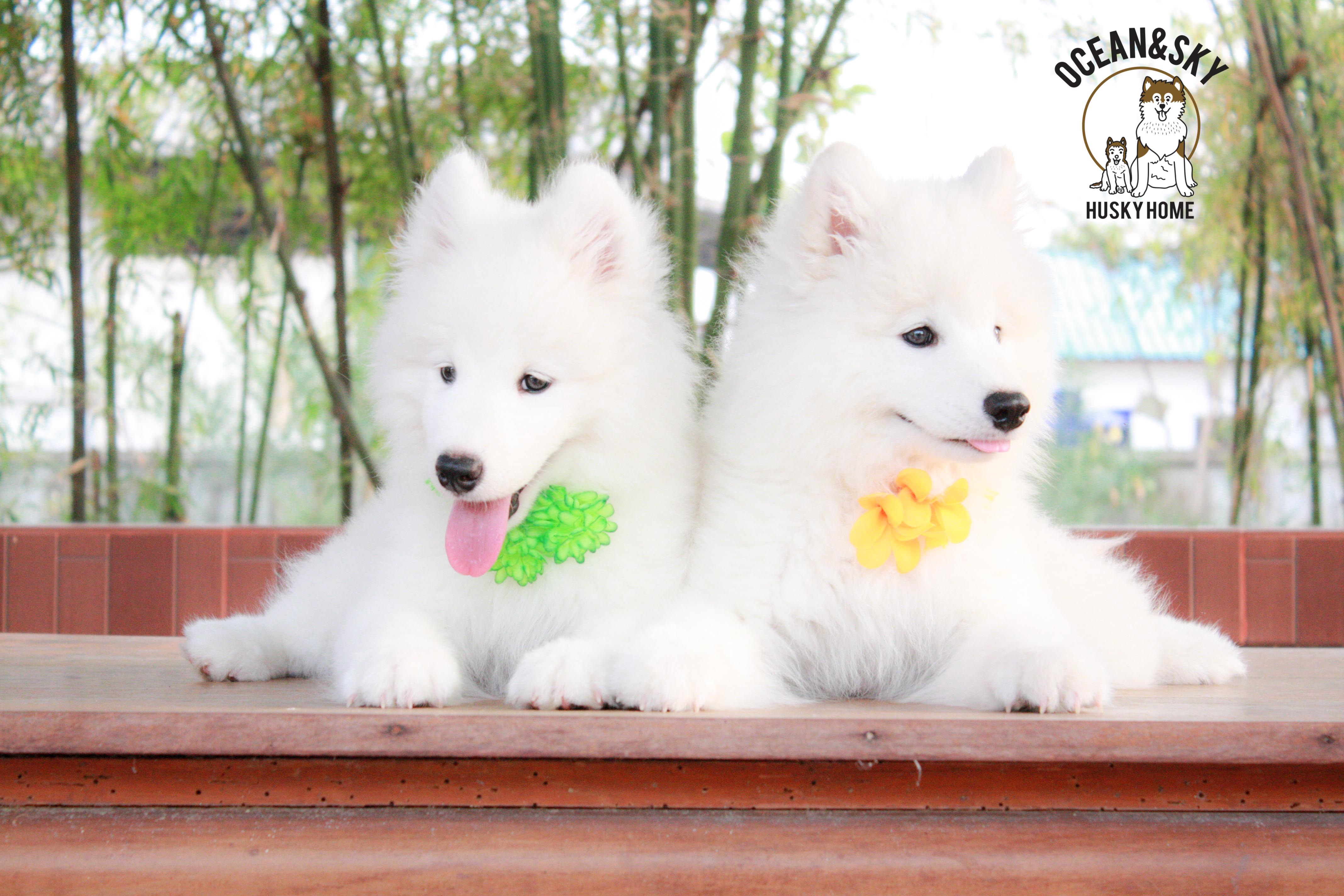 Samoyed , ซามอยด์ , ขายซามอยด์ , ขายSamoyed , ขายลูกสุนัขซามอยด์ ,ขายลูกสุนัขSamoyed