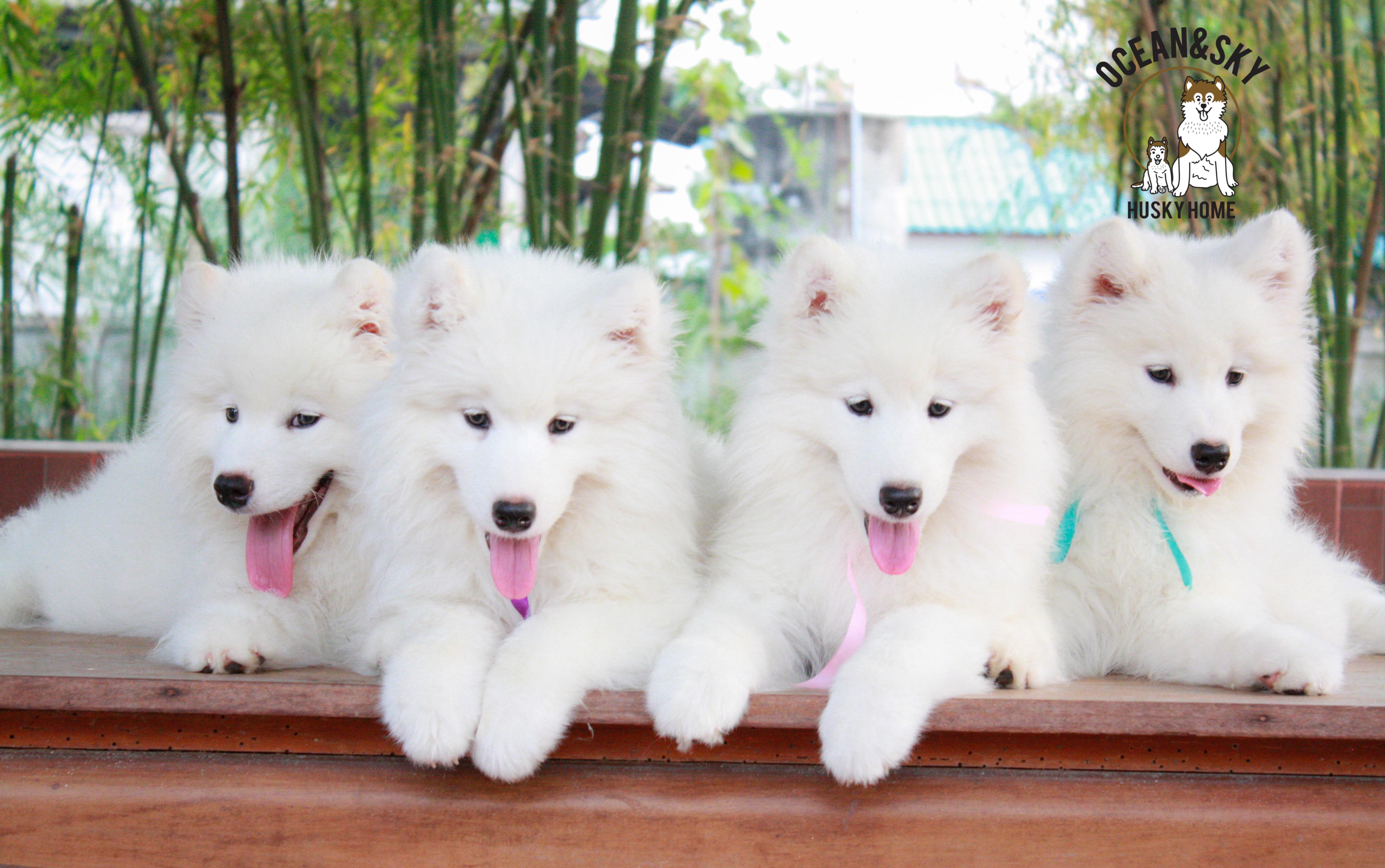 Samoyed , ซามอยด์ , ขายซามอยด์ , ขายSamoyed , ขายลูกสุนัขซามอยด์ ,ขายลูกสุนัขSamoyed