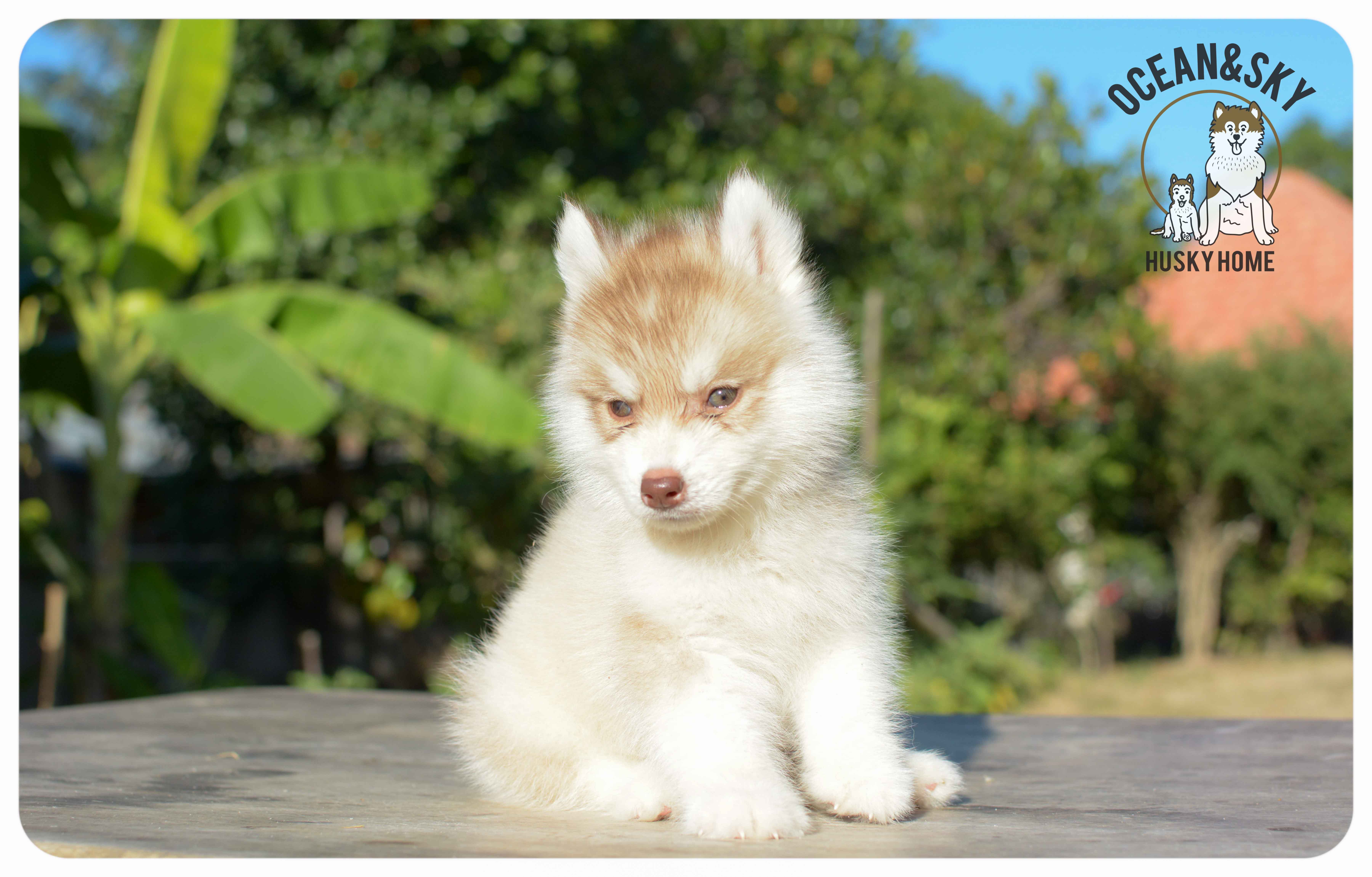 เปิดจองน้องๆไซบีเรียนขนฟู สีน่ารัก ผู้3ตัว เมีย3ตัว มันนี่ + แฮรี่