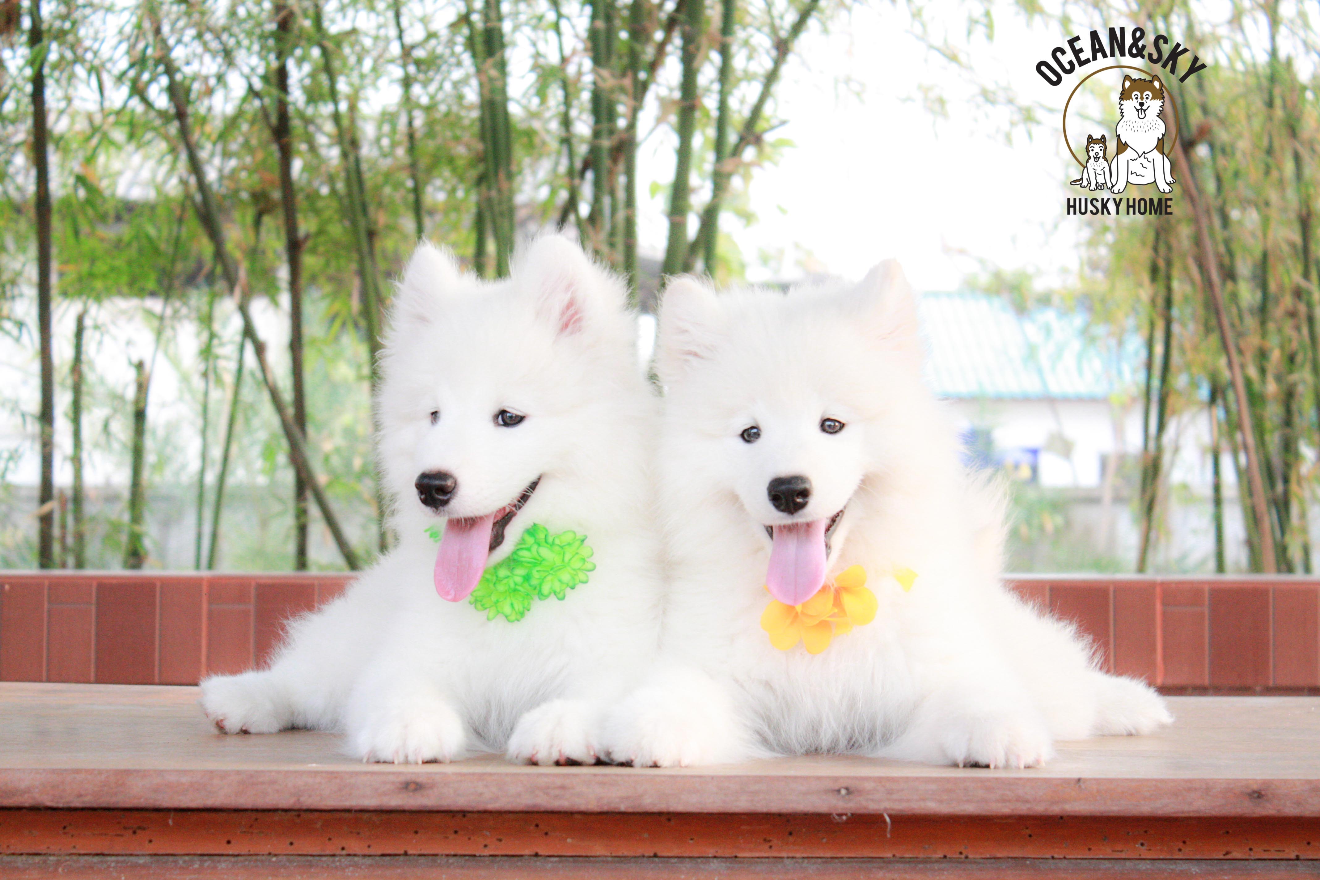 Samoyed , ซามอยด์ , ขายซามอยด์ , ขายSamoyed , ขายลูกสุนัขซามอยด์ ,ขายลูกสุนัขSamoyed
