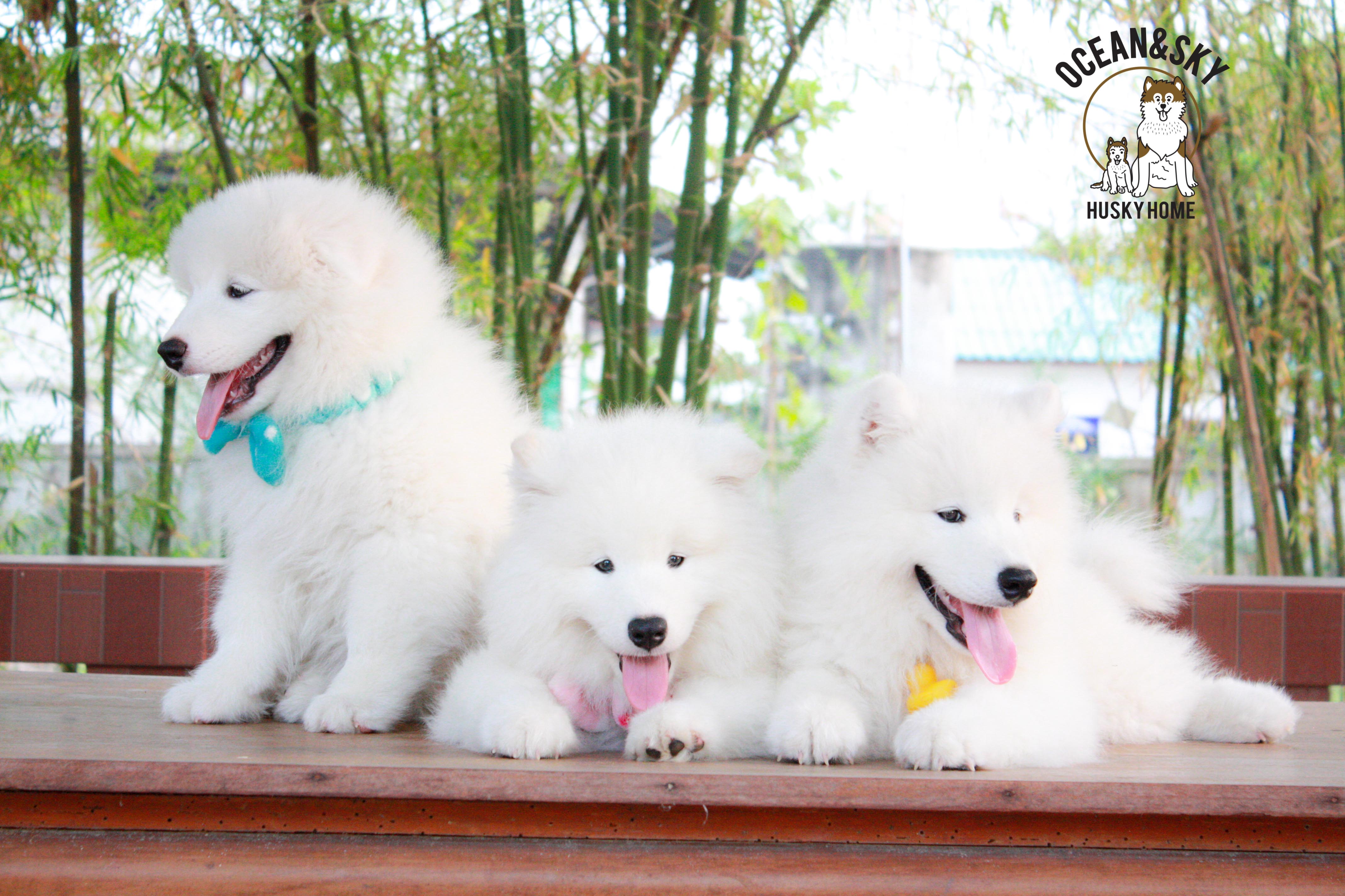 Samoyed , ซามอยด์ , ขายซามอยด์ , ขายSamoyed , ขายลูกสุนัขซามอยด์ ,ขายลูกสุนัขSamoyed