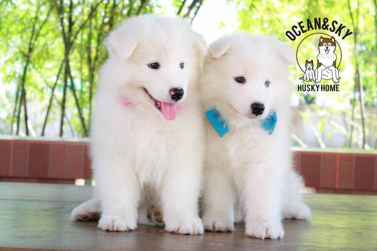 ซามอยด์ (Samoyed) ซามอยด์