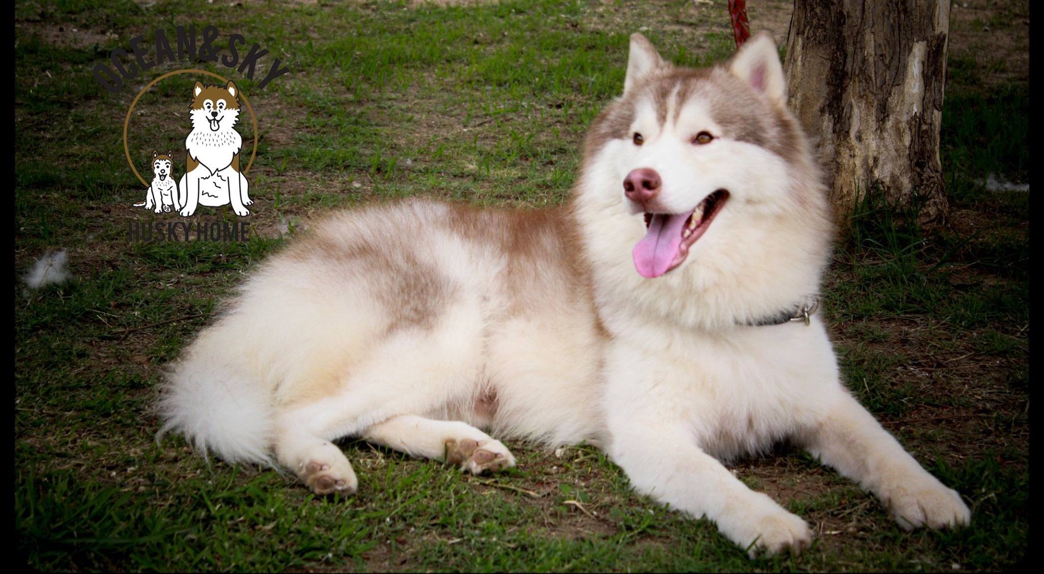 พ่อพันธุ์ Siberian Husky