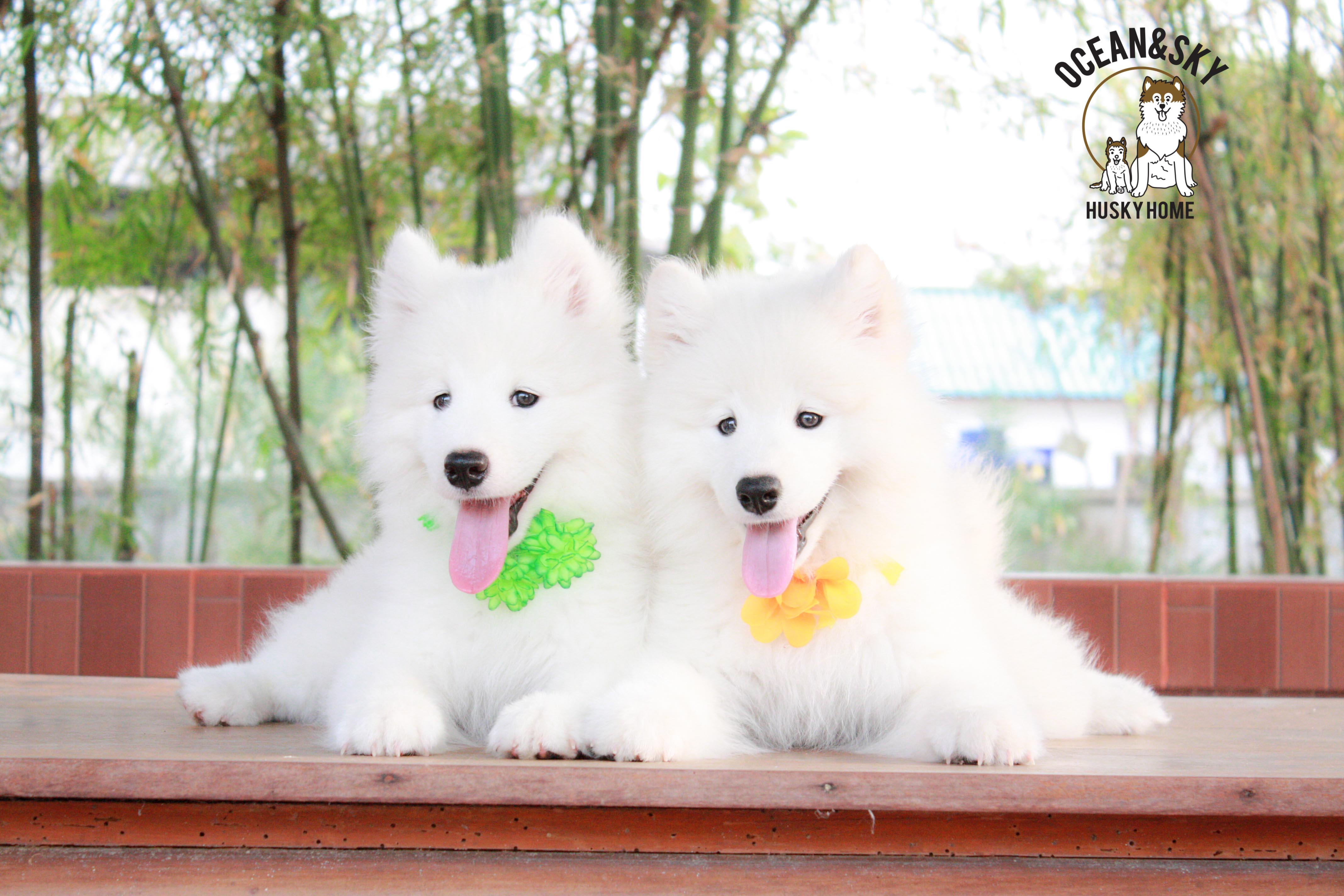 Samoyed , ซามอยด์ , ขายซามอยด์ , ขายSamoyed , ขายลูกสุนัขซามอยด์ ,ขายลูกสุนัขSamoyed