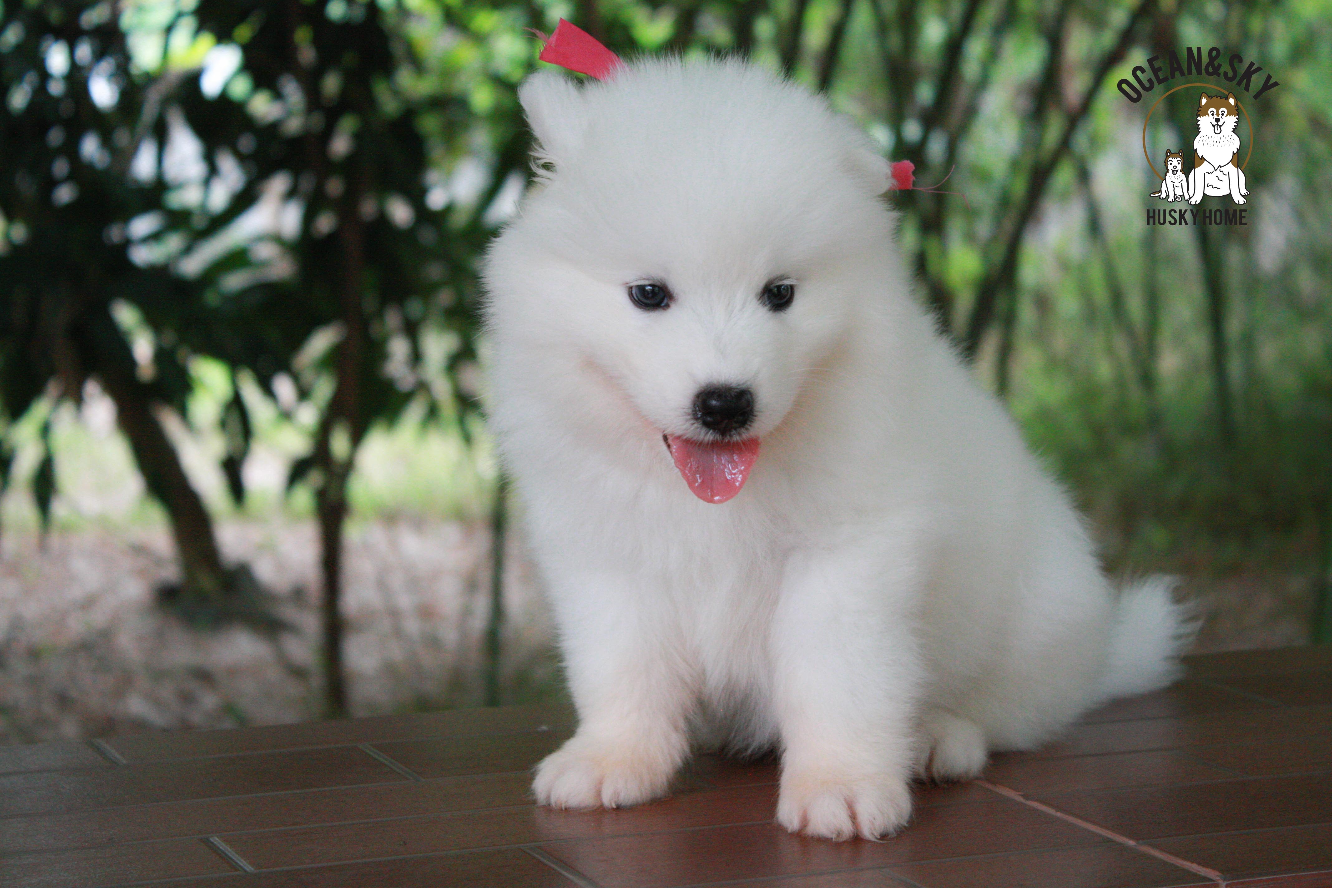 ซามอยด์ , samoyed , female