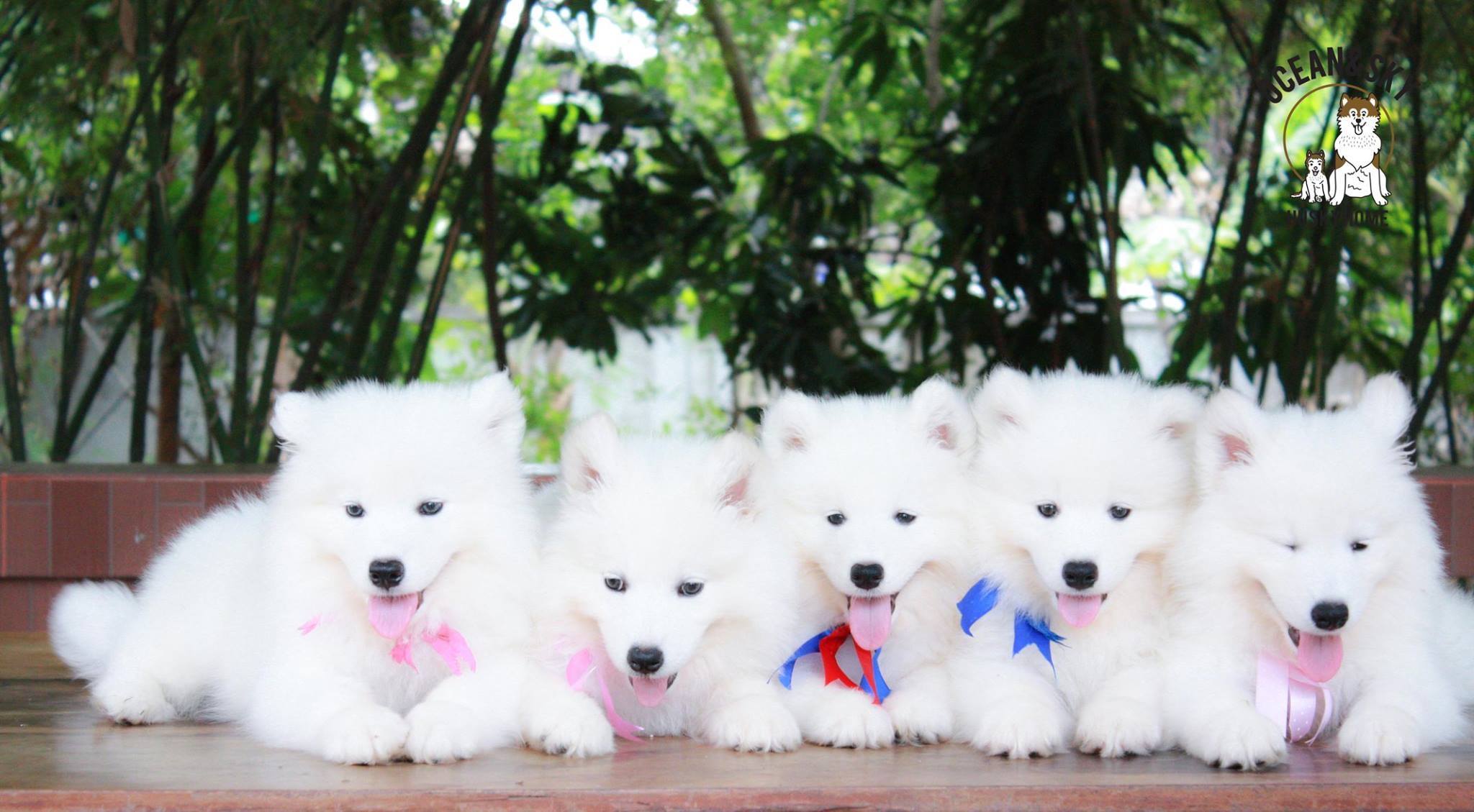 ซามอยด์ (Samoyed) ซามอยด์