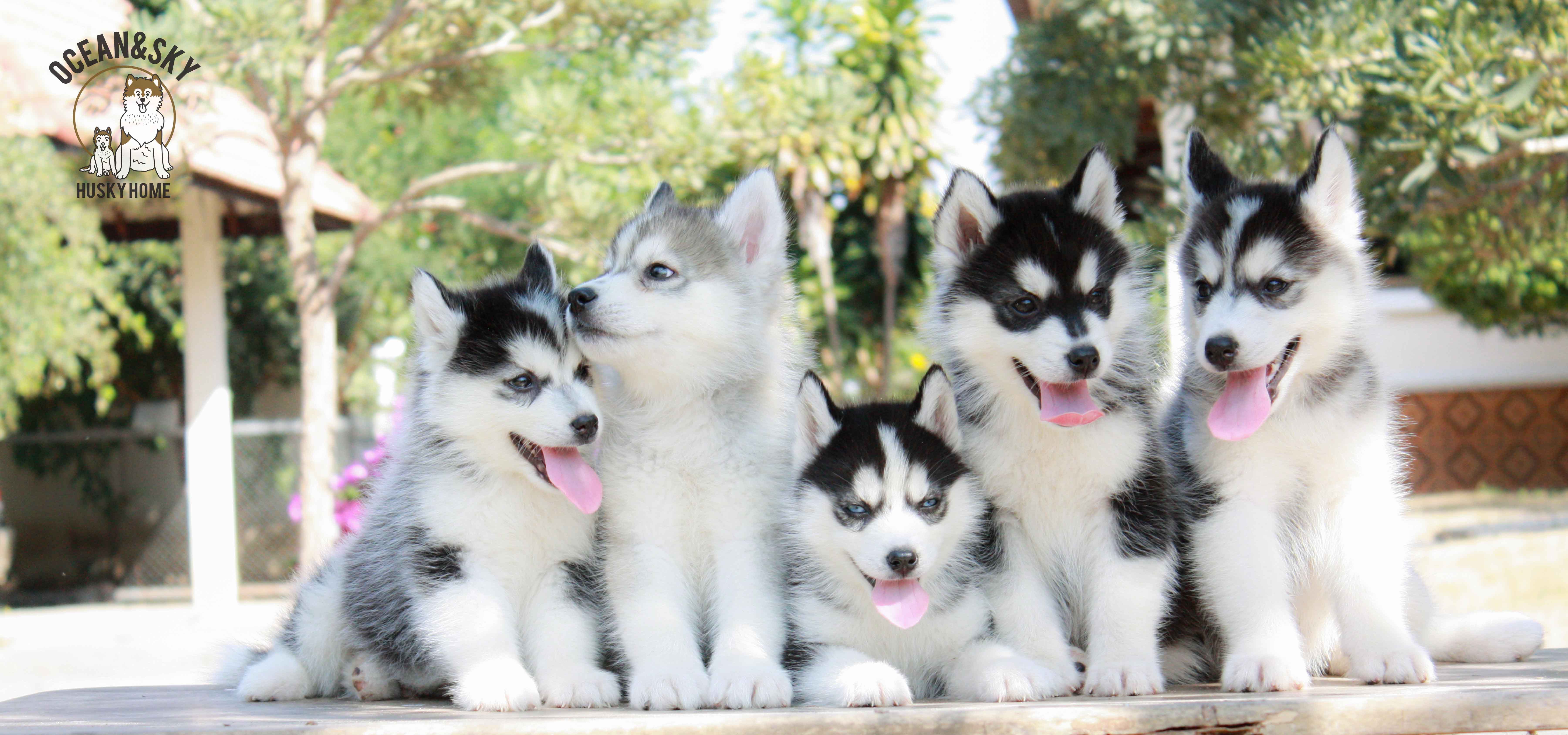 ขายสุนัขพันธุ์ ไซบีเรียน ฮัสกี้ ฟาร์มไซบีเรียน บลูโต้+เนปจูน