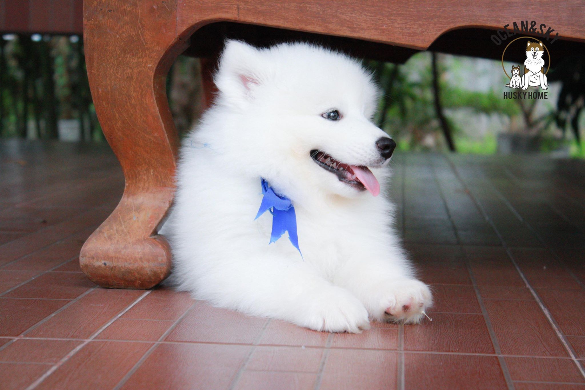 ซามอยด์ (Samoyed) ซามอยด์