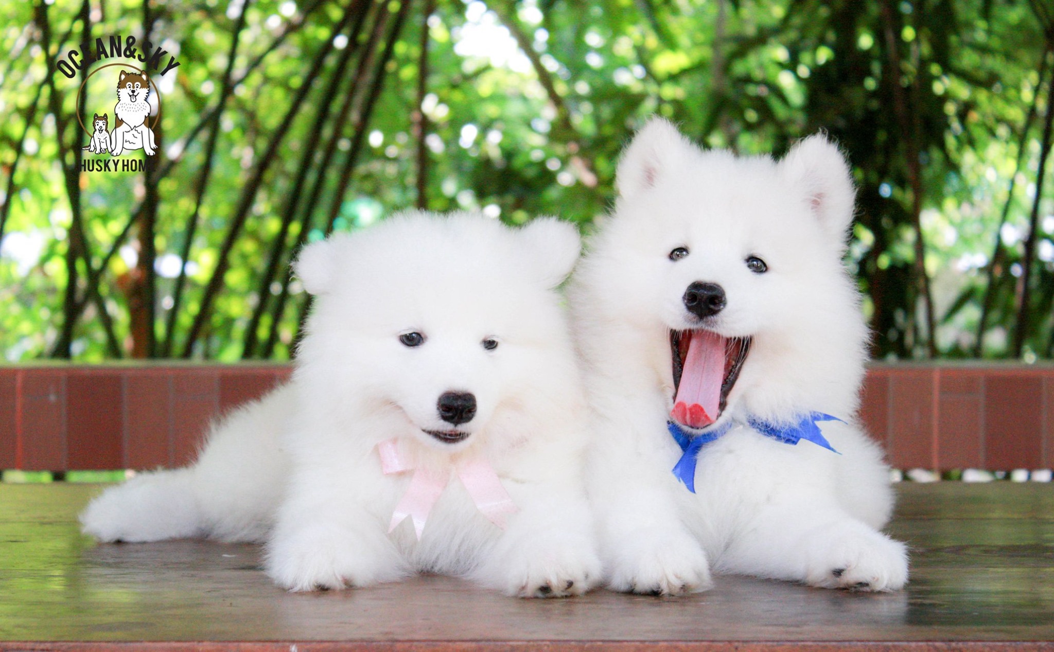 ซามอยด์ (Samoyed) ซามอยด์