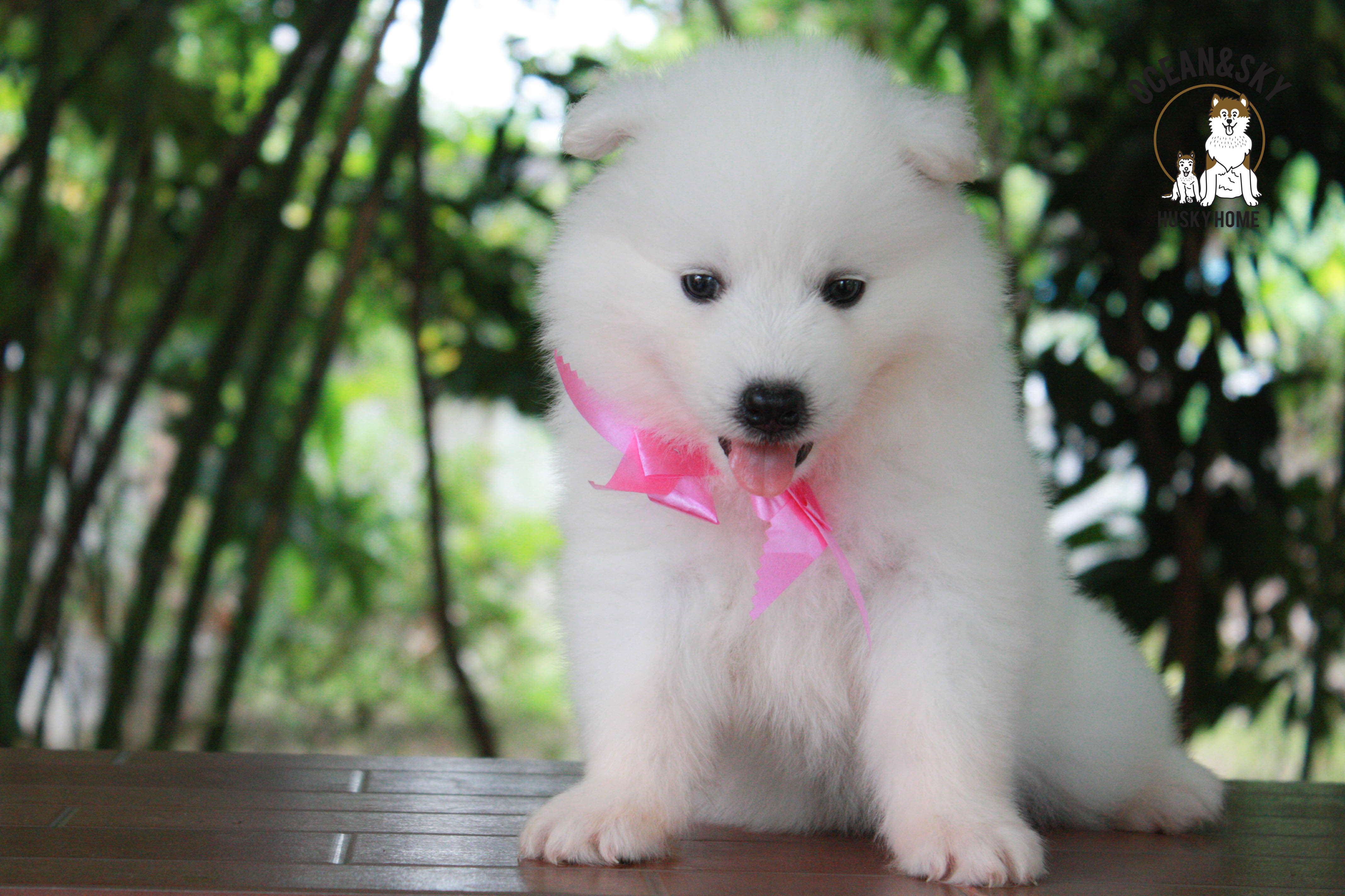 ซามอยด์ , samoyed , female
