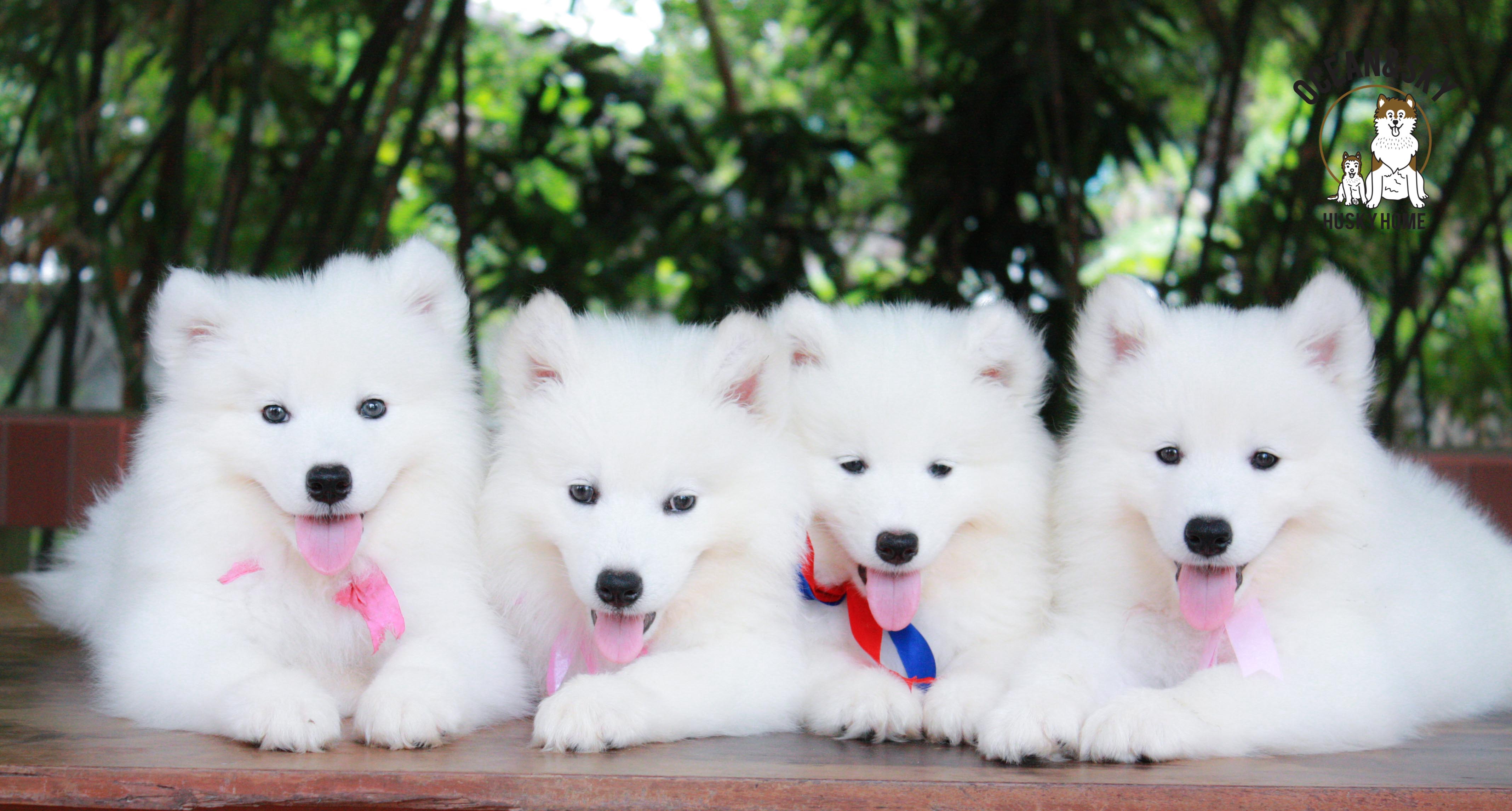 ลูกสุนัข ซามอยด์ Samoyed