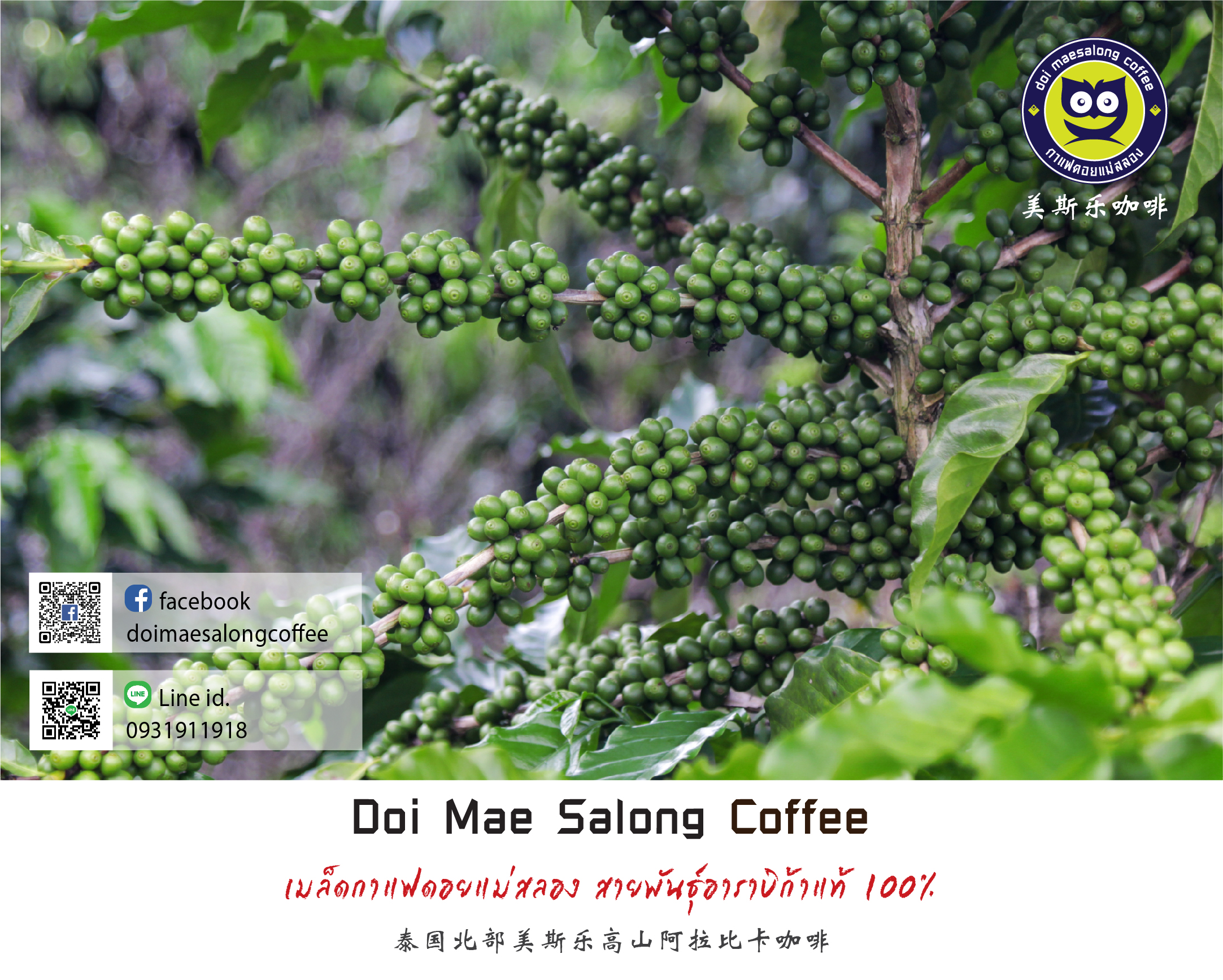 เมล็ดกาแฟคั่วกลางเข้ม เมล็ดกาแฟอาราบิก้า คุณภาพเกรดA