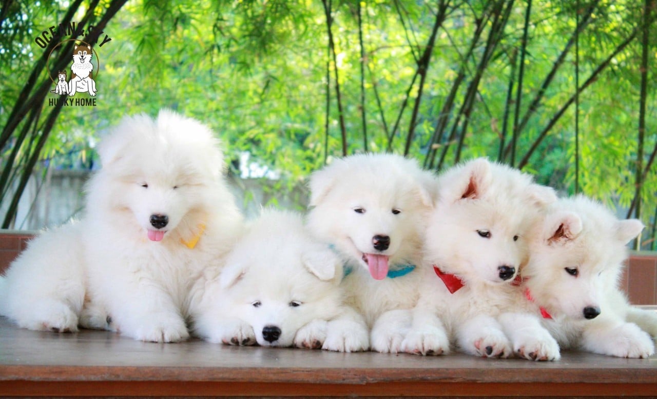 ซามอยด์ (Samoyed) ซามอยด์