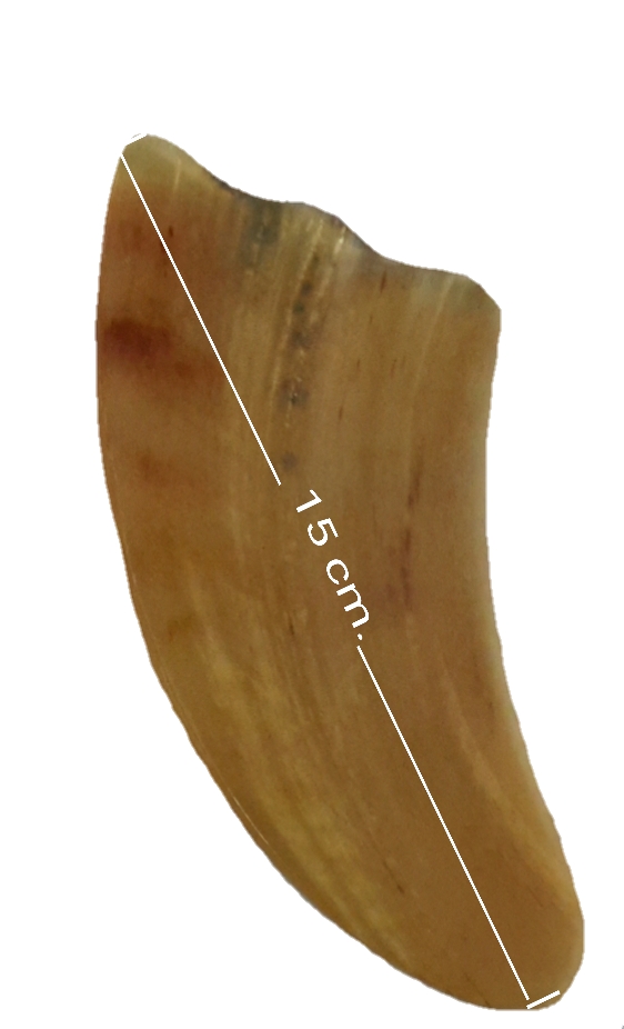 กัวซาเขาจามรี (Yak Horn Gua Sha )