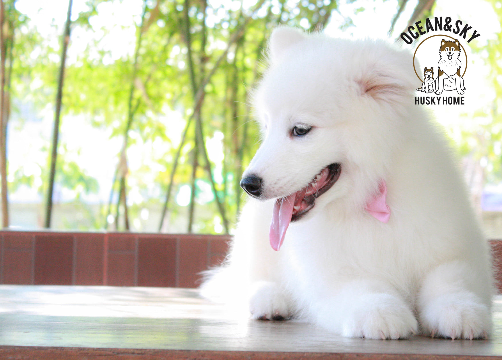 ซามอยด์ (Samoyed) ซามอยด์
