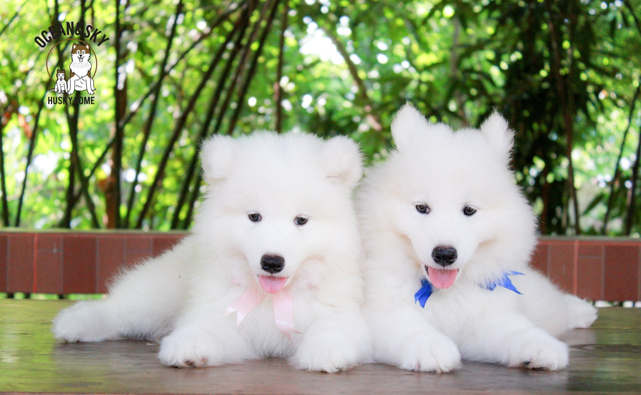 ซามอยด์ (Samoyed) ซามอยด์