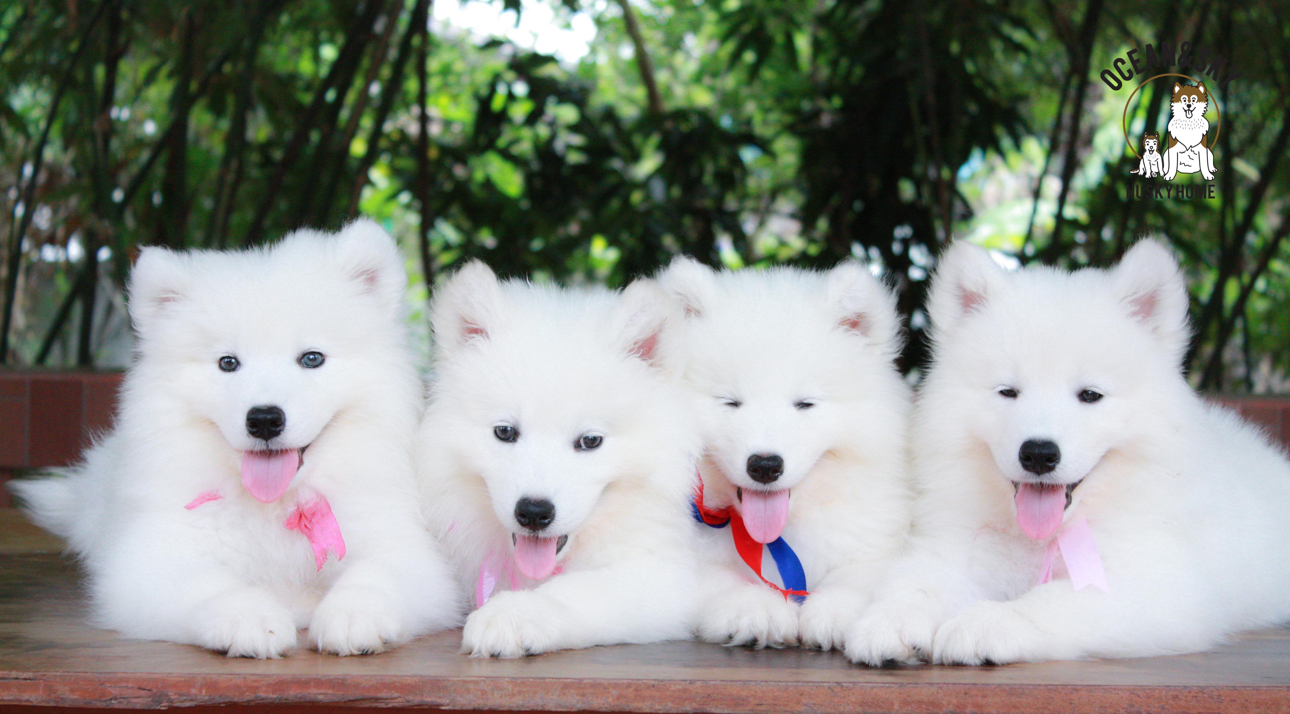 ลูกสุนัข ซามอยด์ Samoyed