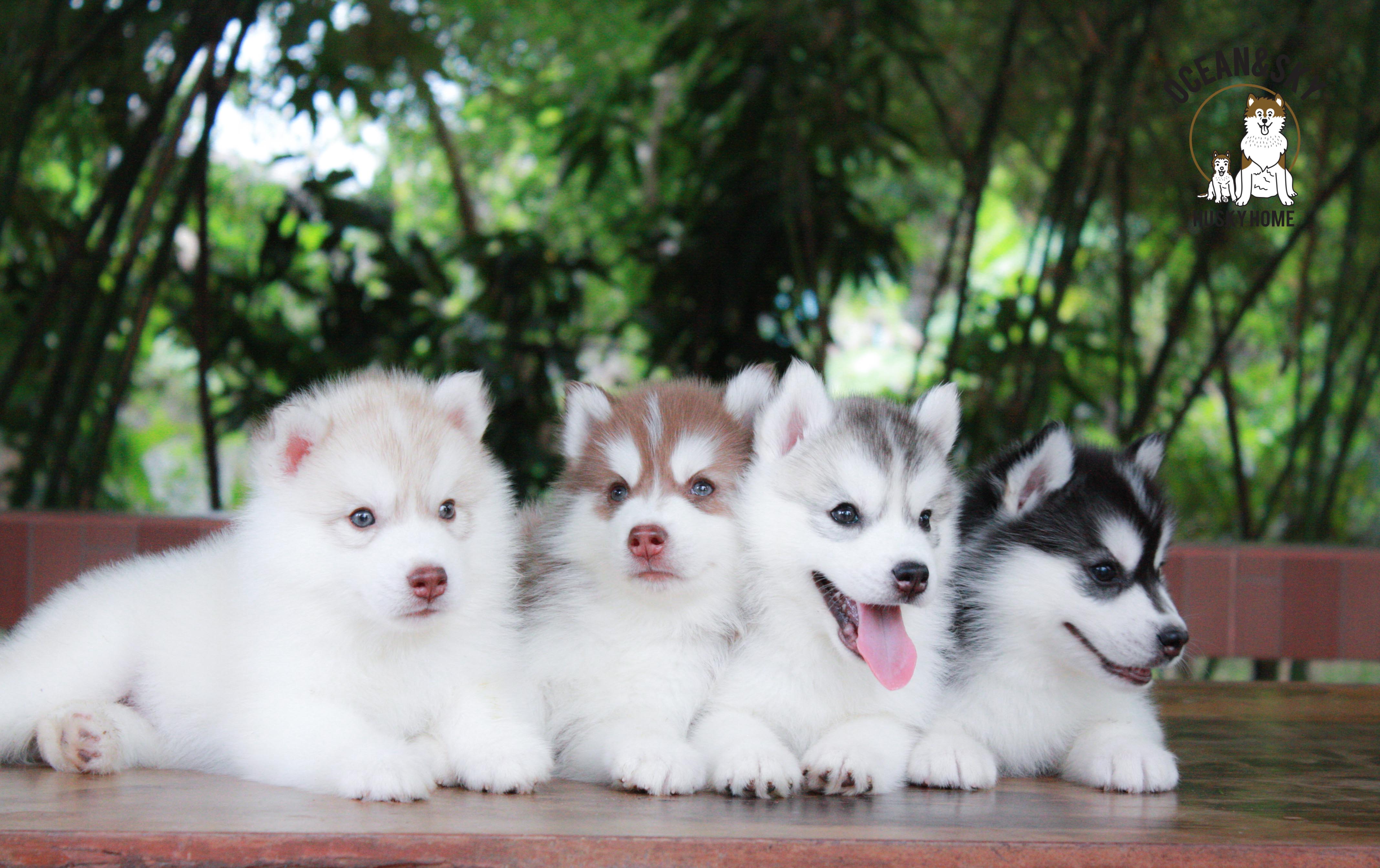 ไซบีเรียนขนฟู ราคาน่ารัก