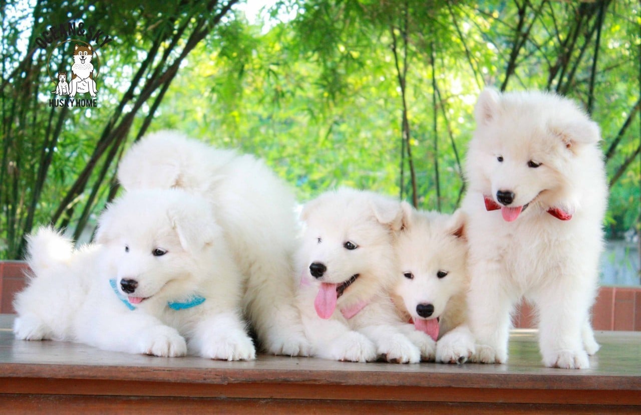 ซามอยด์ (Samoyed) ซามอยด์