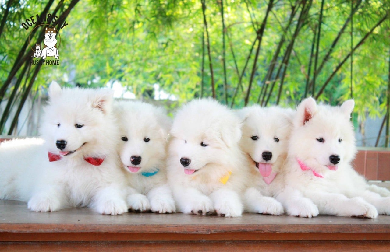 ซามอยด์ (Samoyed) ซามอยด์