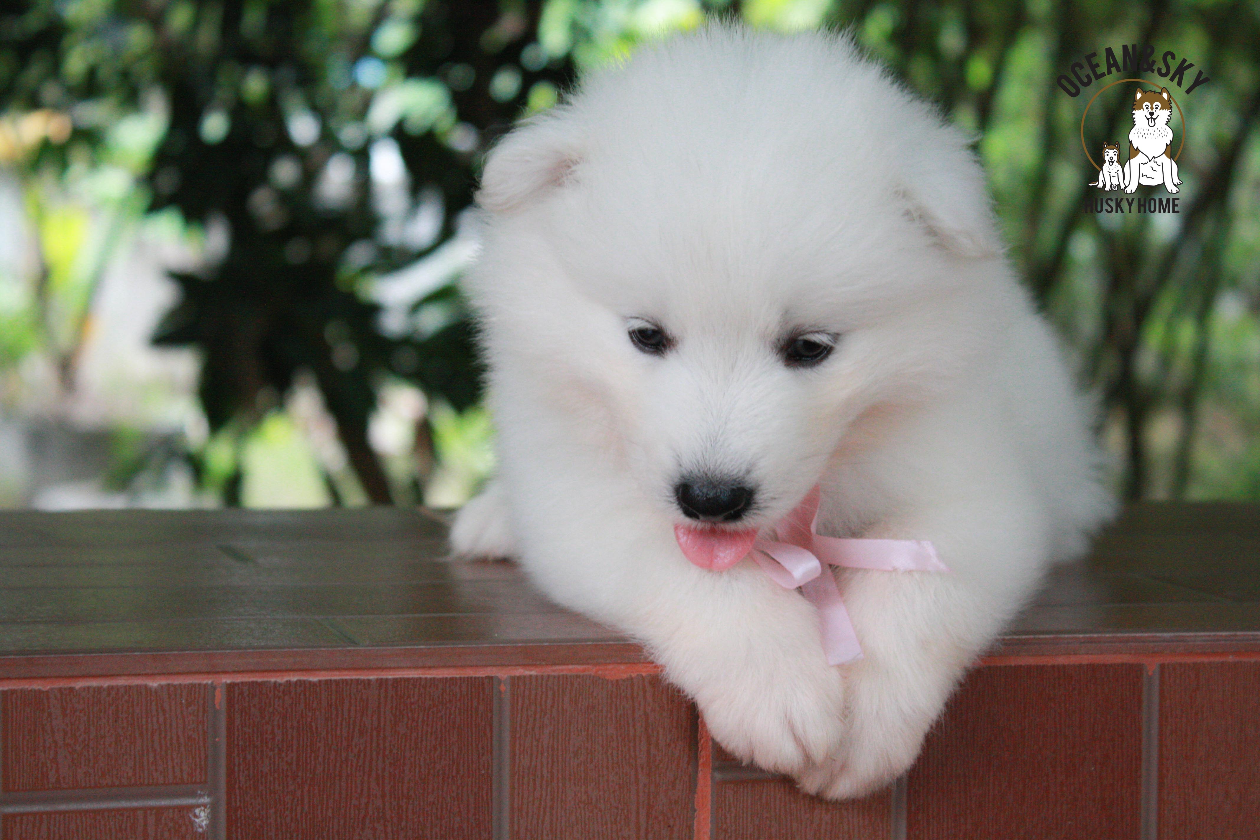 ซามอยด์ , samoyed , female