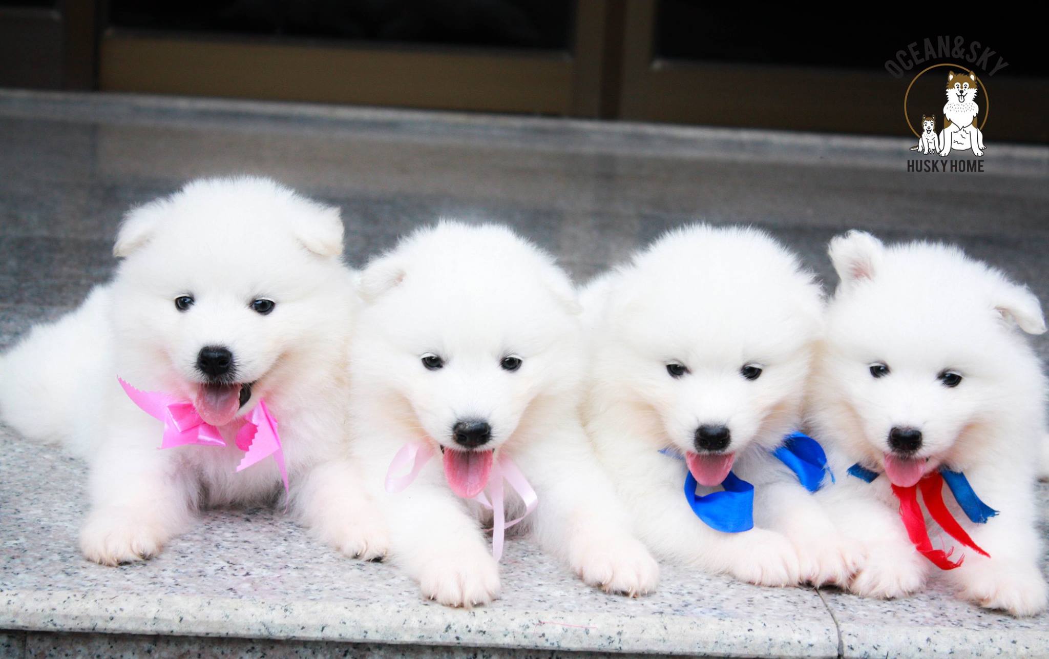 ซามอยด์ (Samoyed) ซามอยด์