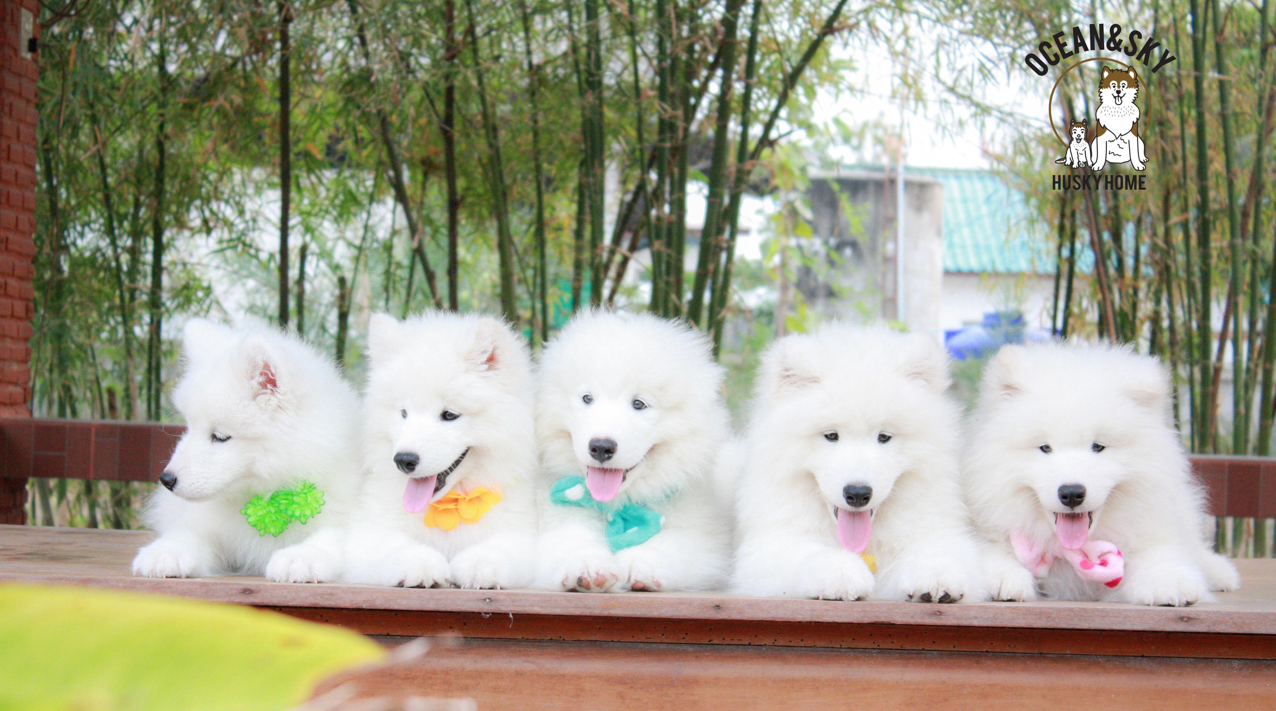 Samoyed , ซามอยด์ , ขายซามอยด์ , ขายSamoyed , ขายลูกสุนัขซามอยด์ ,ขายลูกสุนัขSamoyed