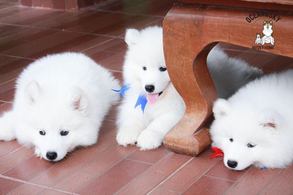 ซามอยด์ (Samoyed) ซามอยด์