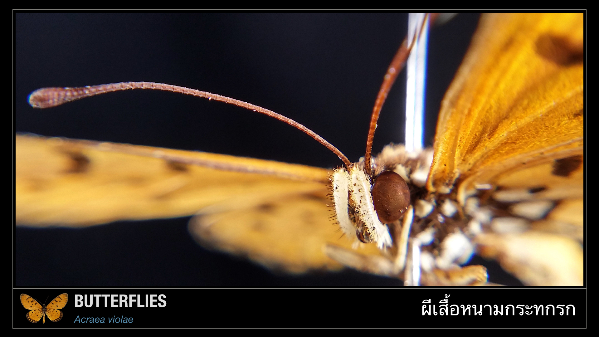 CUsmartlens Complete Set (เลนส์ขยาย เปลี่ยนมือถือเป็นกล้องจุลทรรศน์)