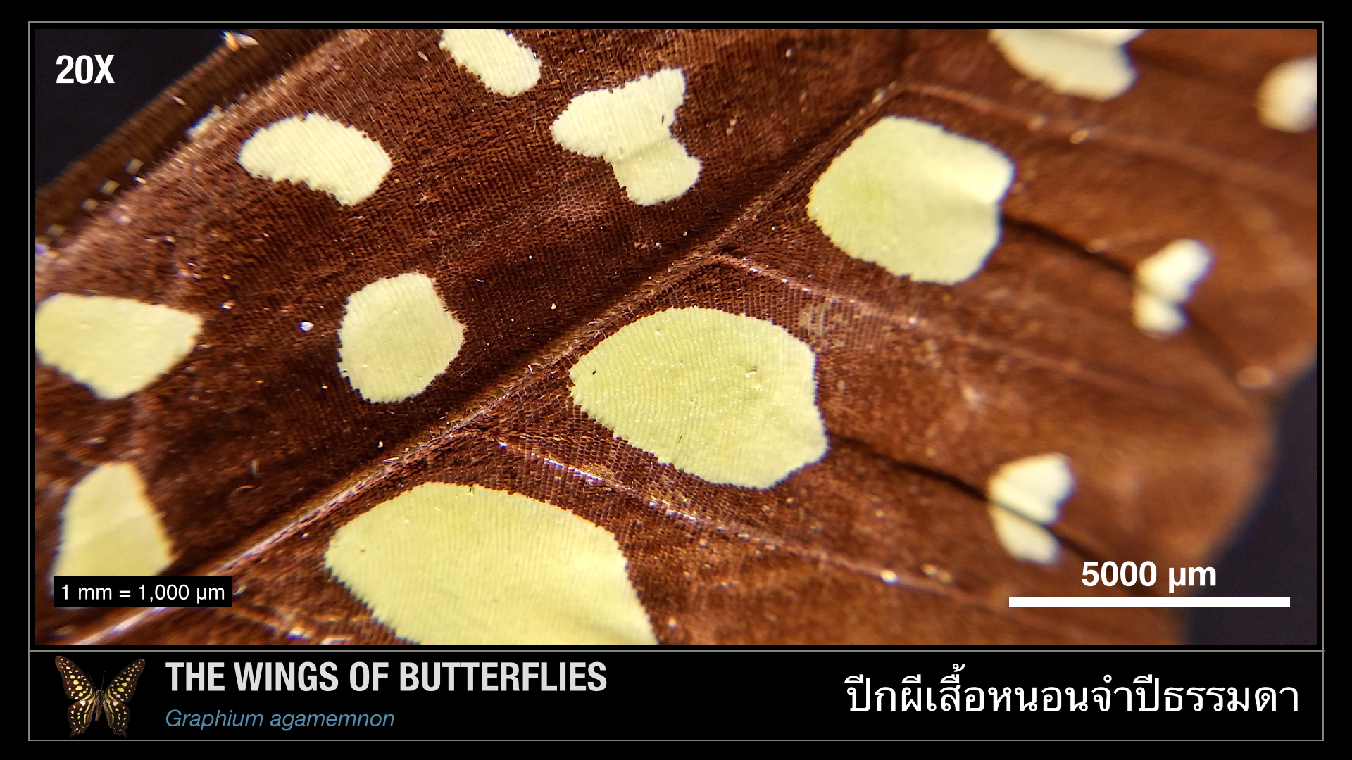 CUsmartlens Complete Set (เลนส์ขยาย เปลี่ยนมือถือเป็นกล้องจุลทรรศน์)