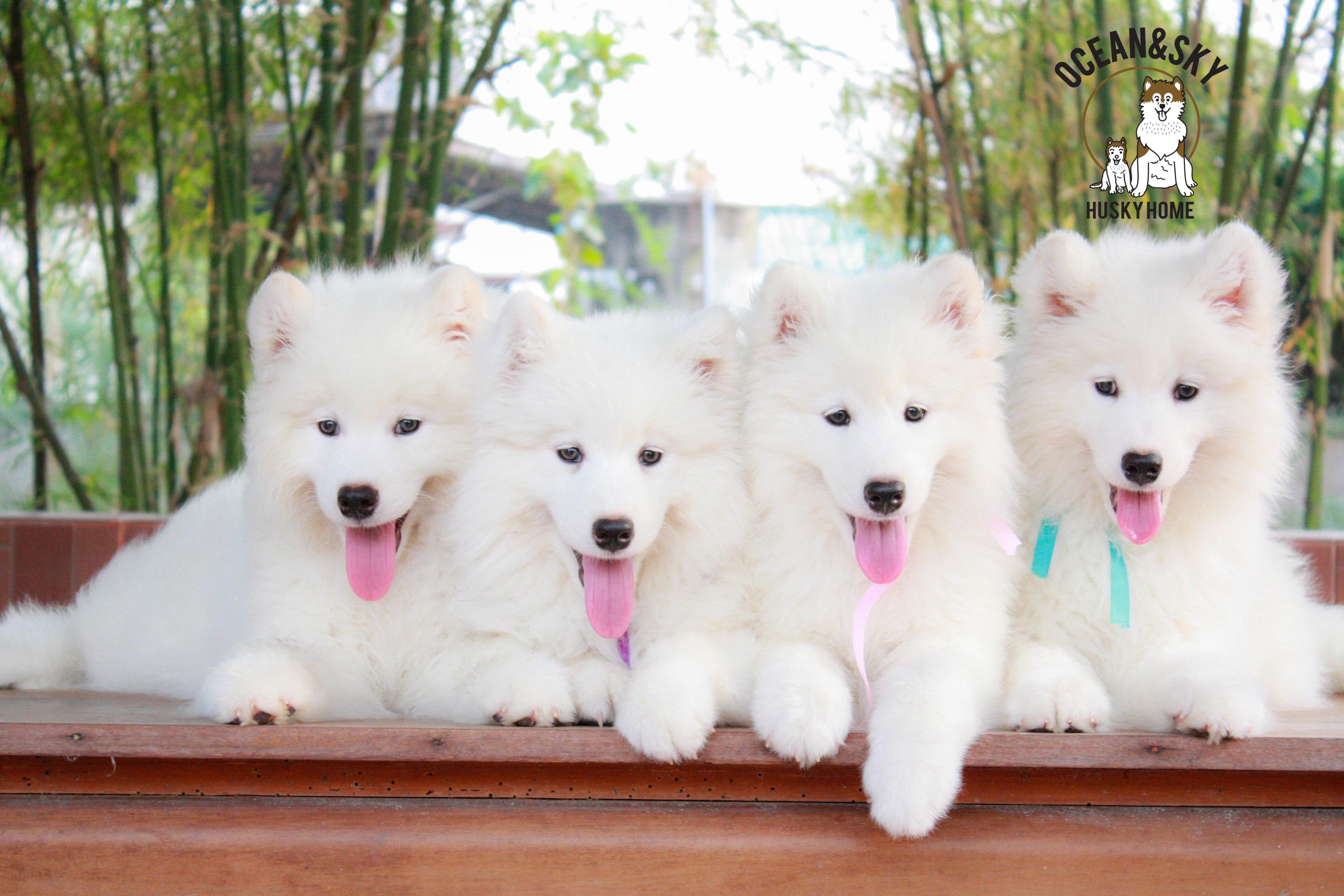 Samoyed , ซามอยด์ , ขายซามอยด์ , ขายSamoyed , ขายลูกสุนัขซามอยด์ ,ขายลูกสุนัขSamoyed