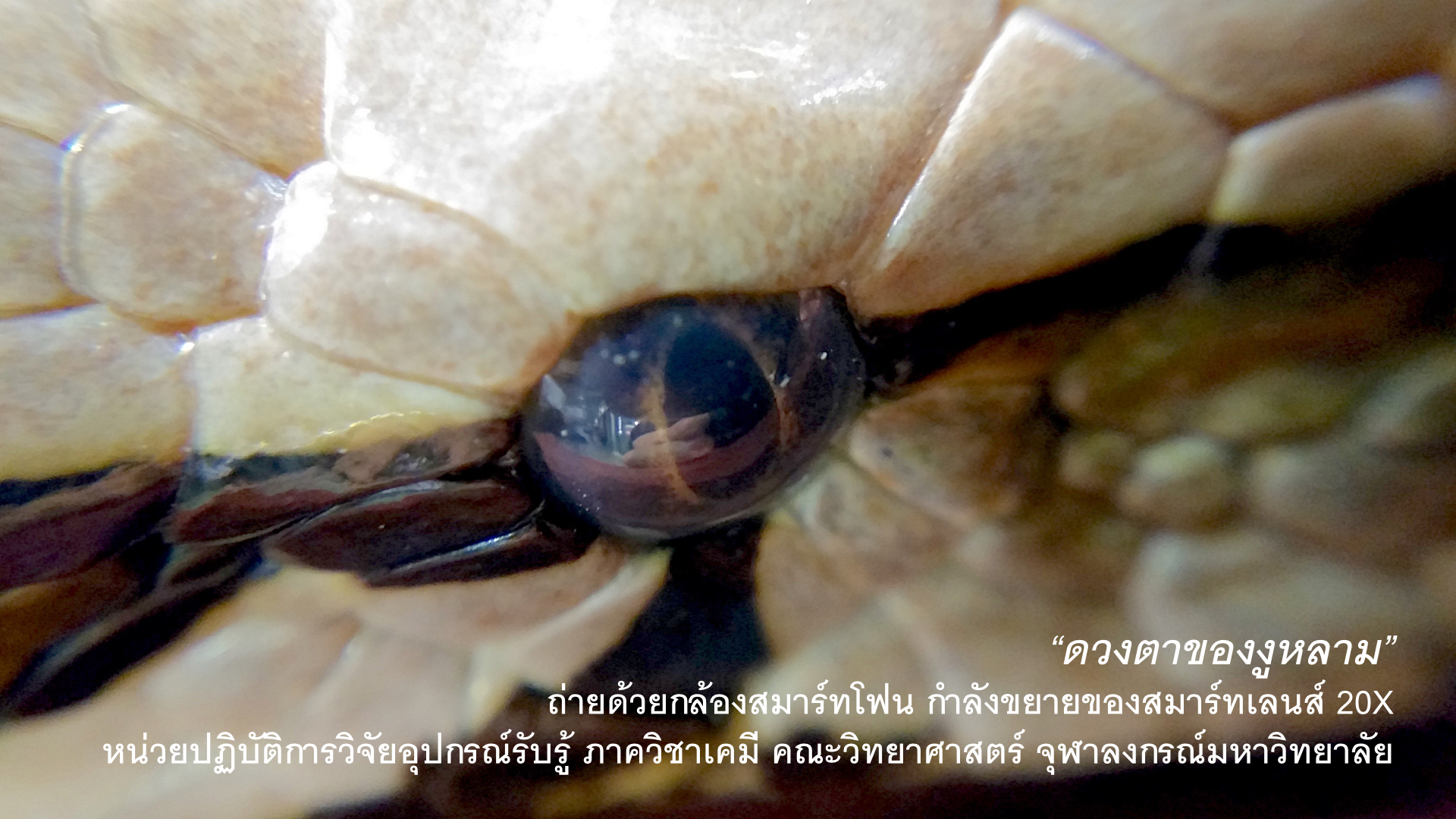 CUsmartlens Complete Set (เลนส์ขยาย เปลี่ยนมือถือเป็นกล้องจุลทรรศน์)