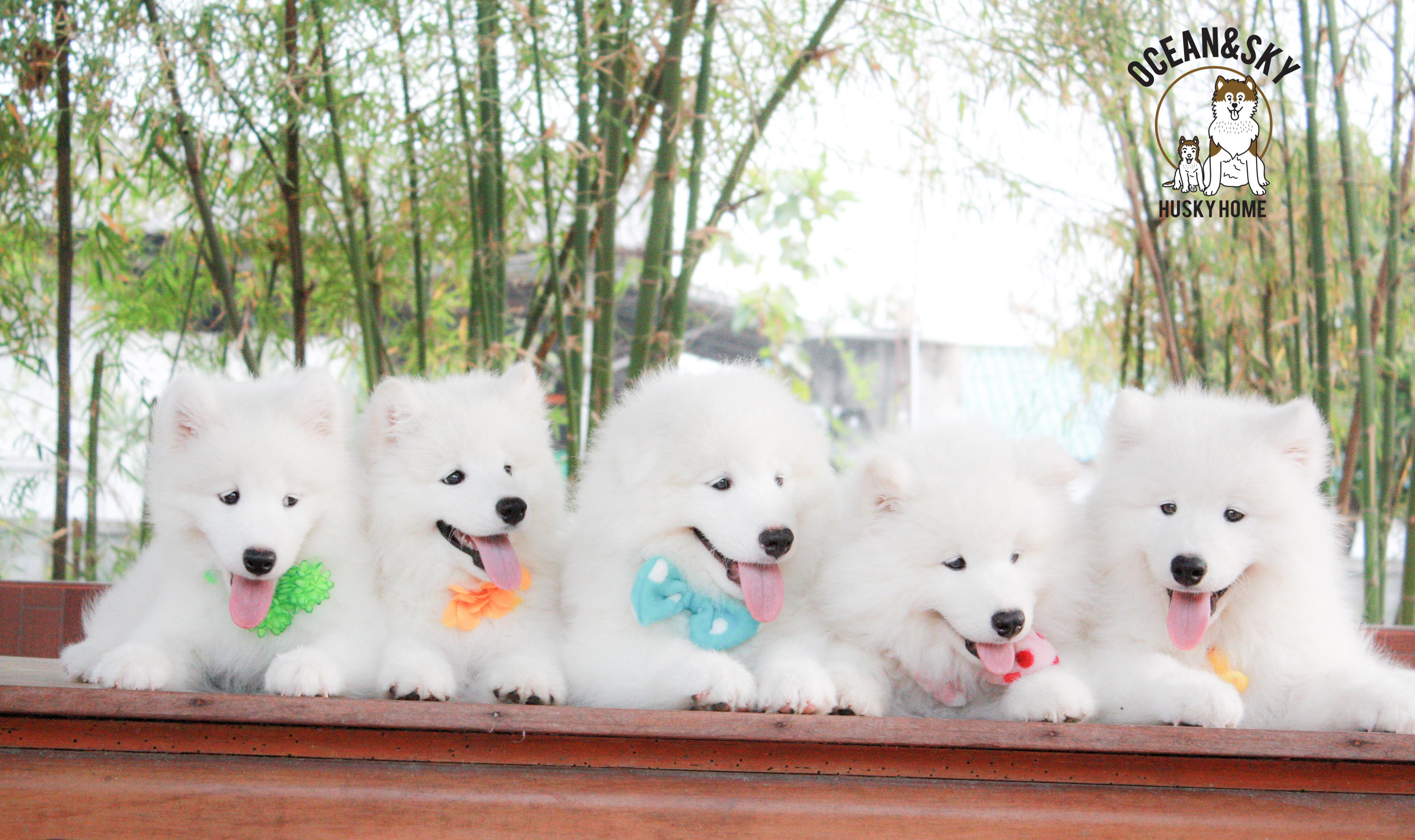Samoyed , ซามอยด์ , ขายซามอยด์ , ขายSamoyed , ขายลูกสุนัขซามอยด์ ,ขายลูกสุนัขSamoyed