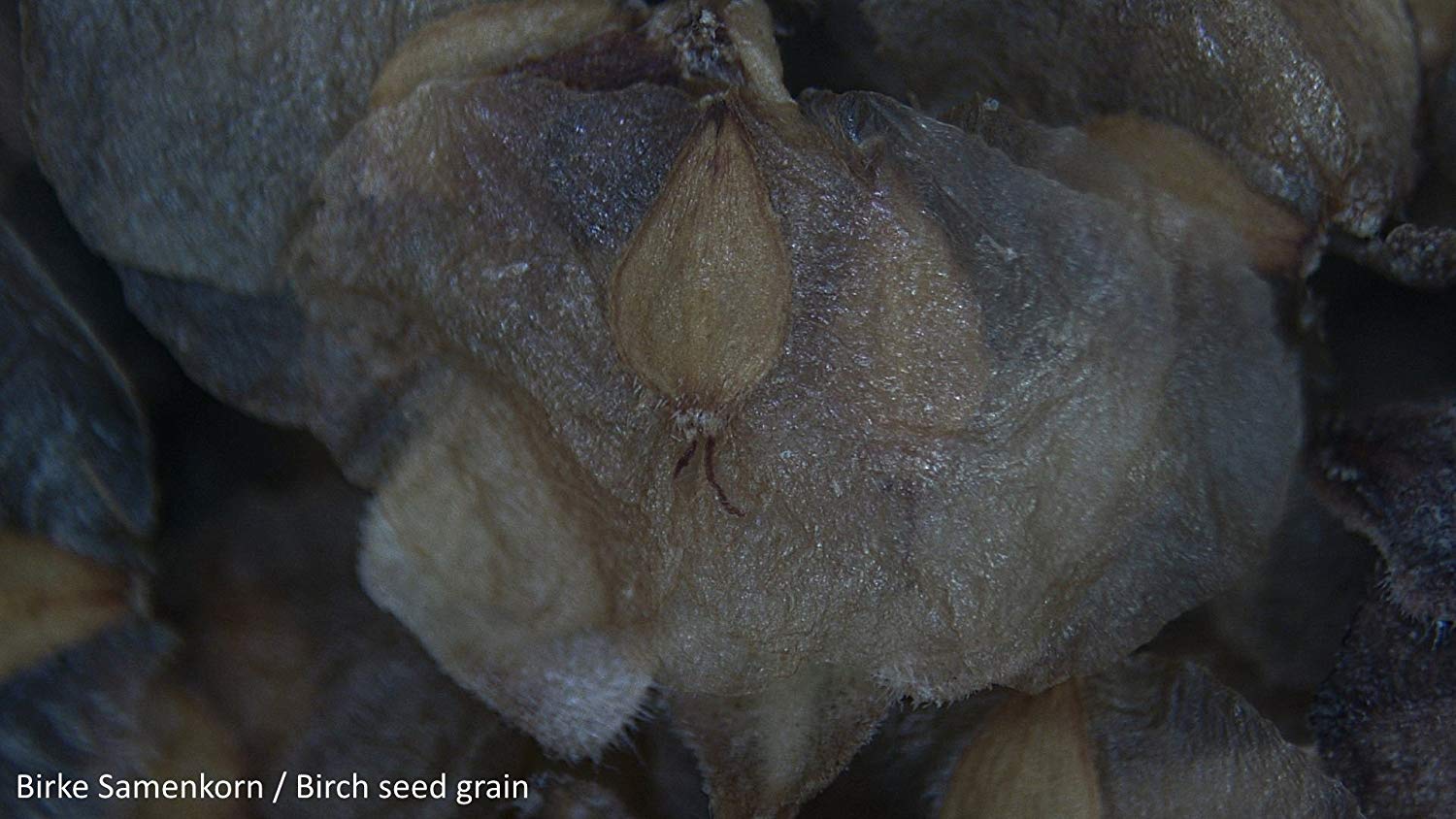 National Geographic Stereo Microscope 20X