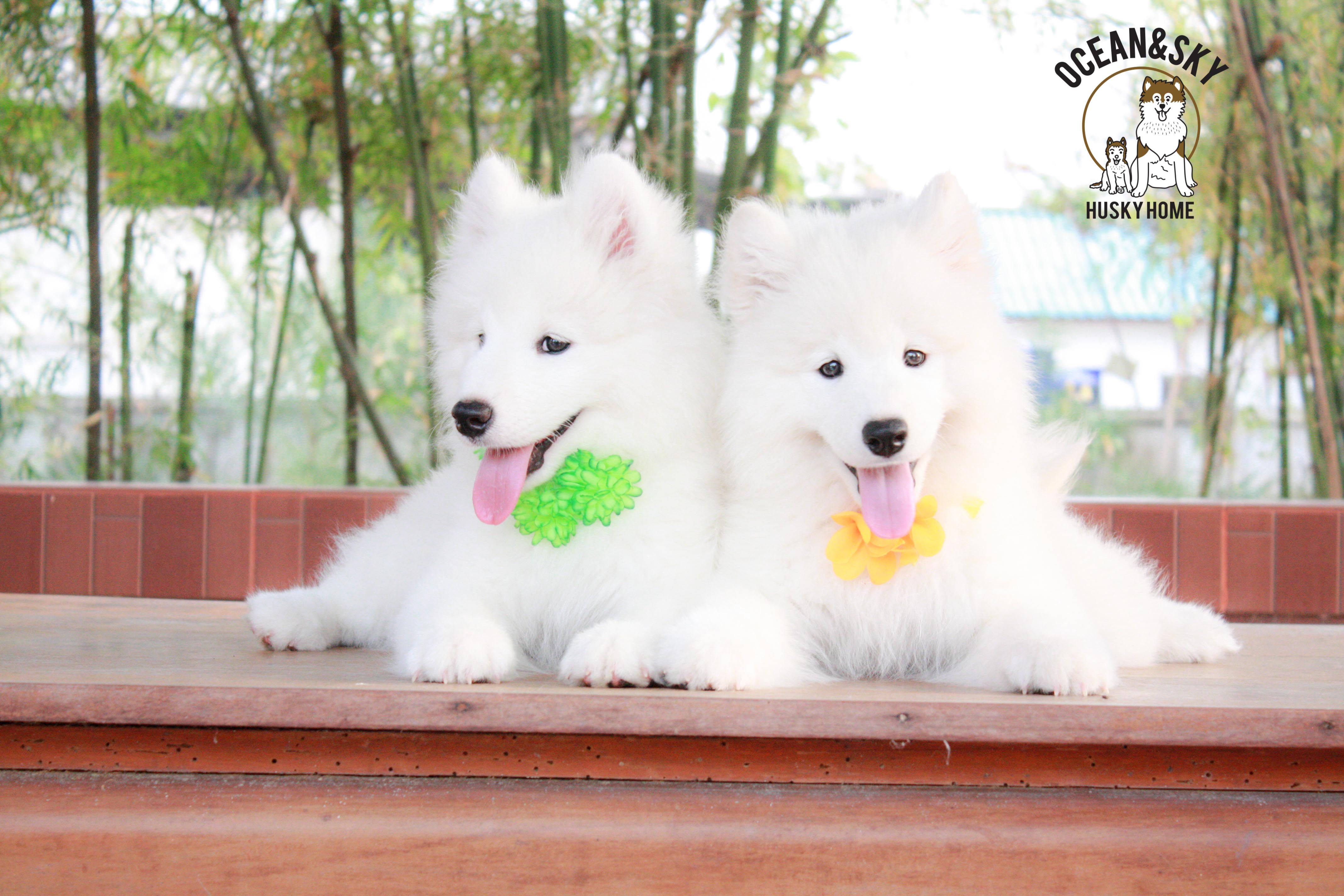Samoyed , ซามอยด์ , ขายซามอยด์ , ขายSamoyed , ขายลูกสุนัขซามอยด์ ,ขายลูกสุนัขSamoyed