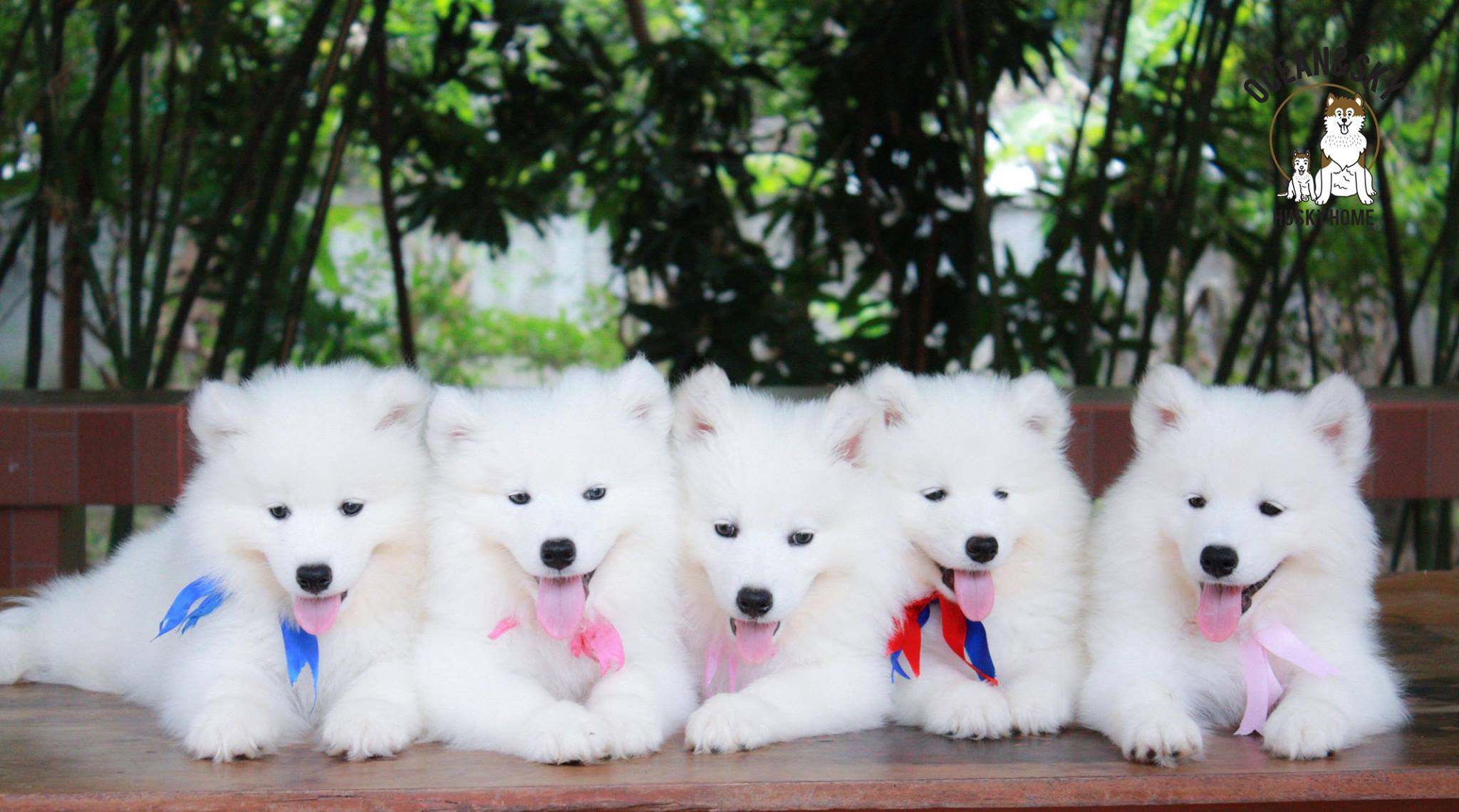 ซามอยด์ (Samoyed) ซามอยด์
