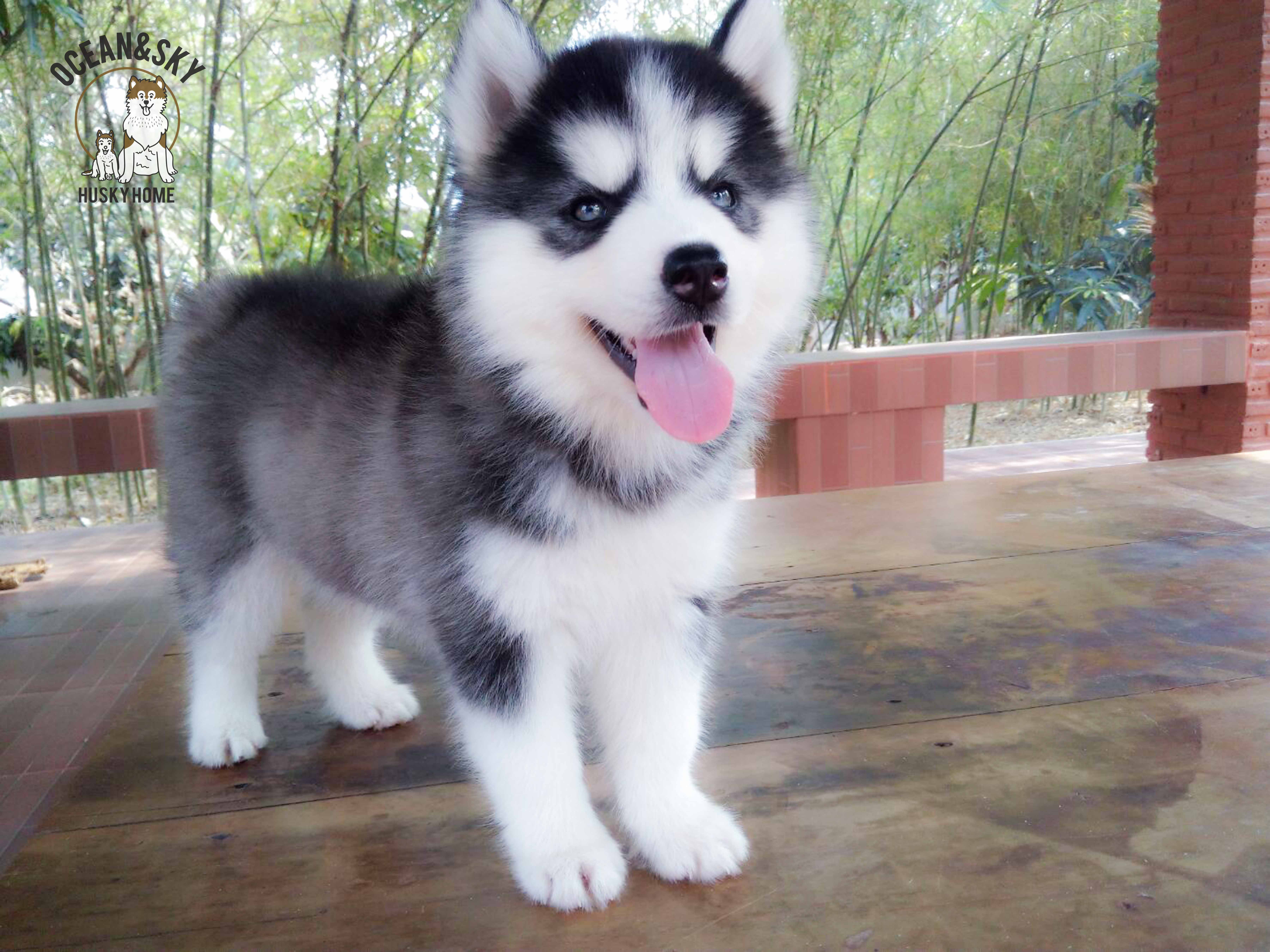 ลูกสุนัข สายฟ้า + ลักกี้