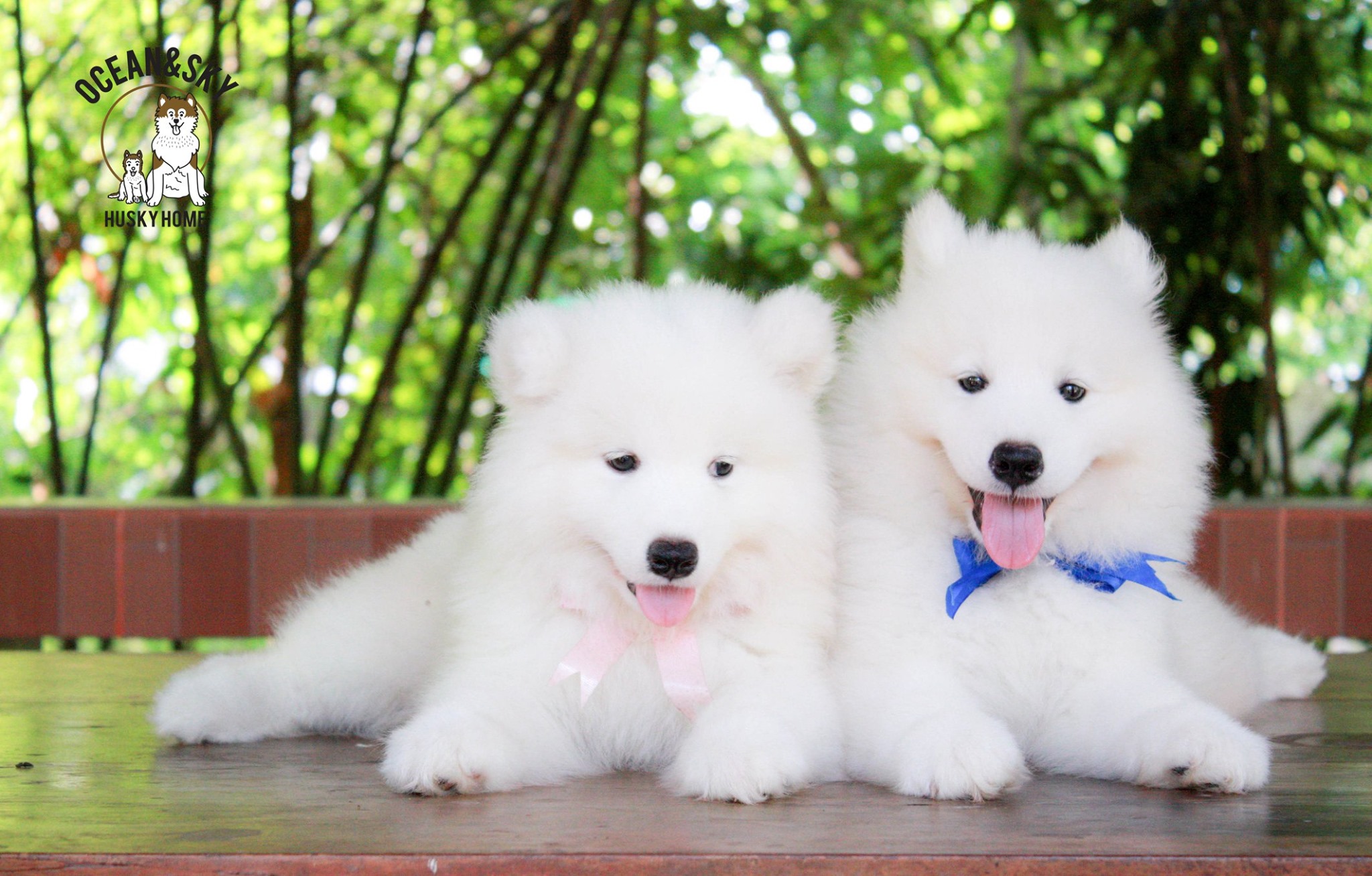 ซามอยด์ (Samoyed) ซามอยด์
