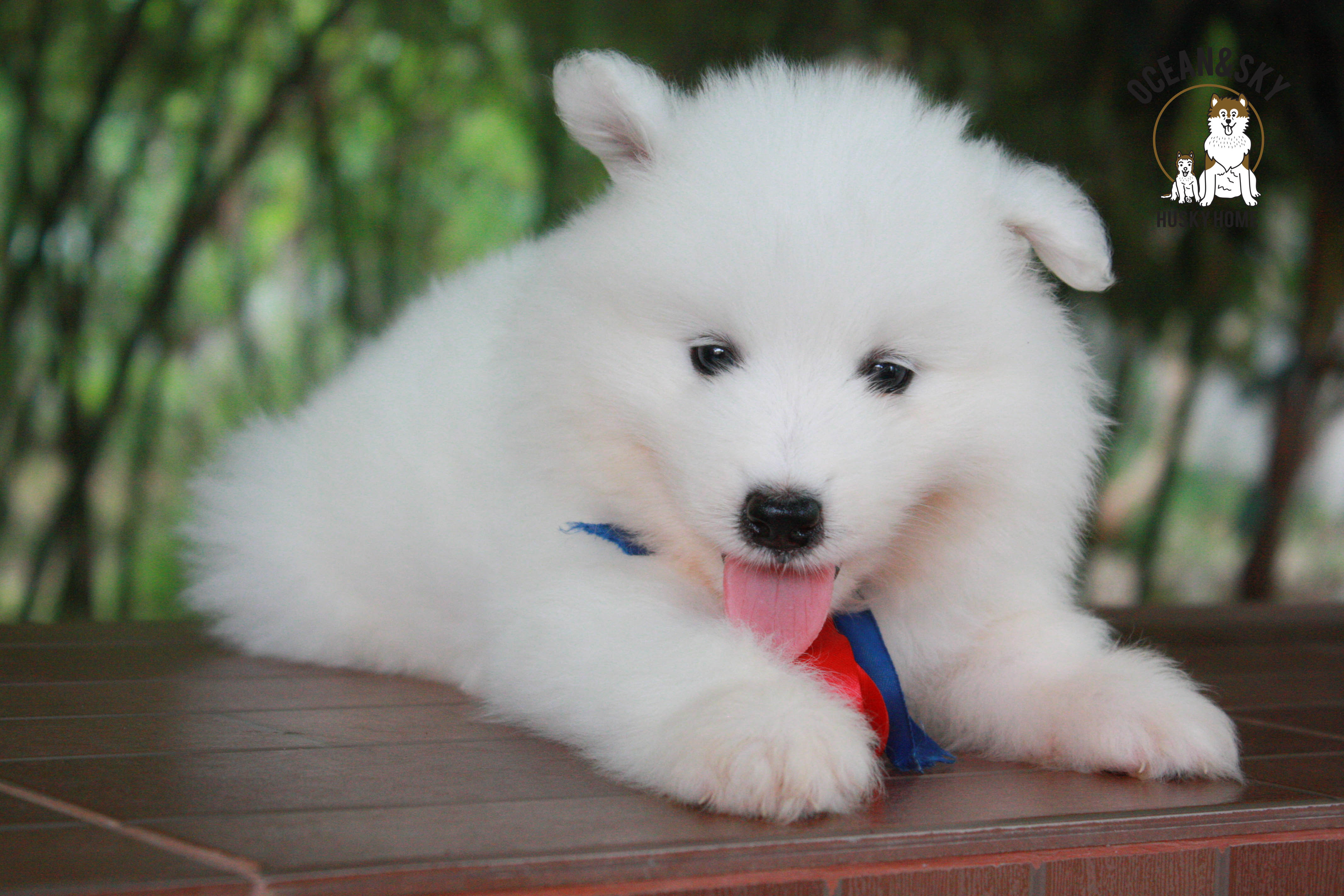 ซามอยด์ samoyed female