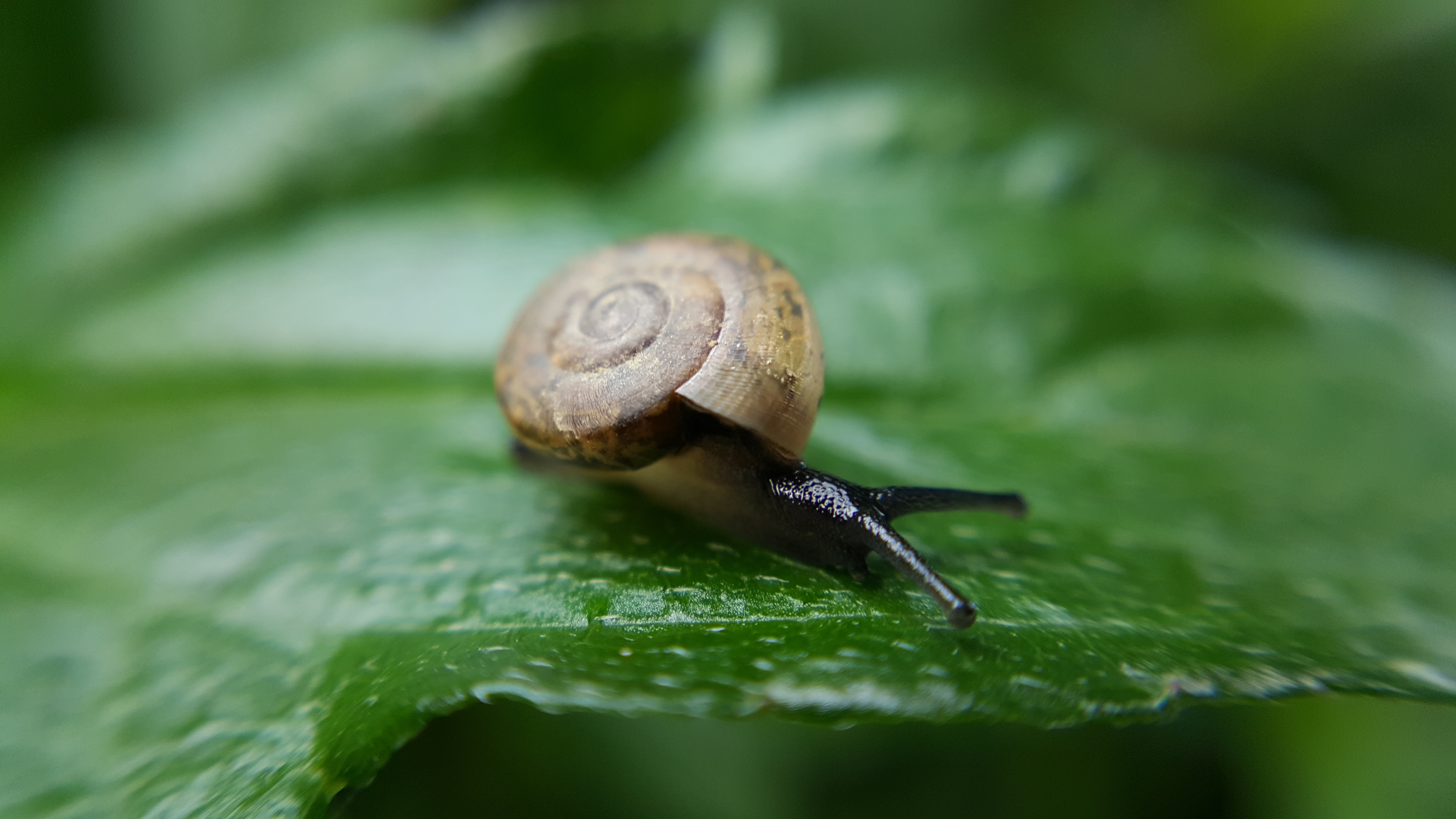 CUsmartlens Complete Set (เลนส์ขยาย เปลี่ยนมือถือเป็นกล้องจุลทรรศน์)